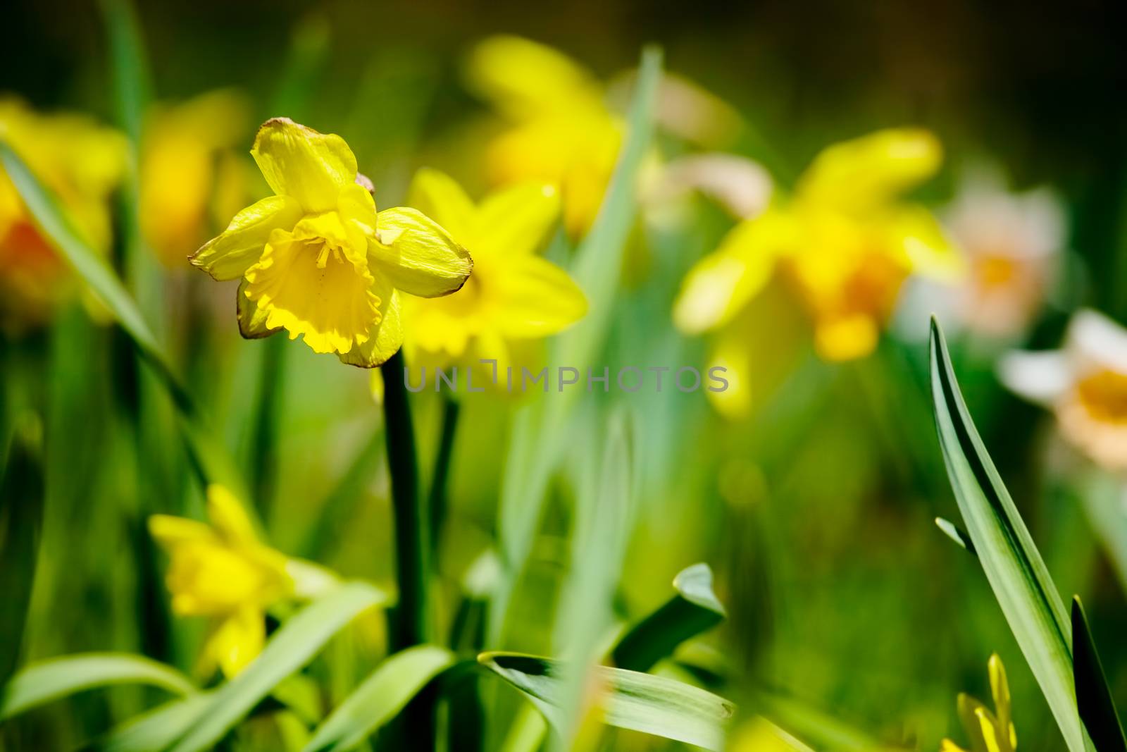 Yellow daffodil garden in summer