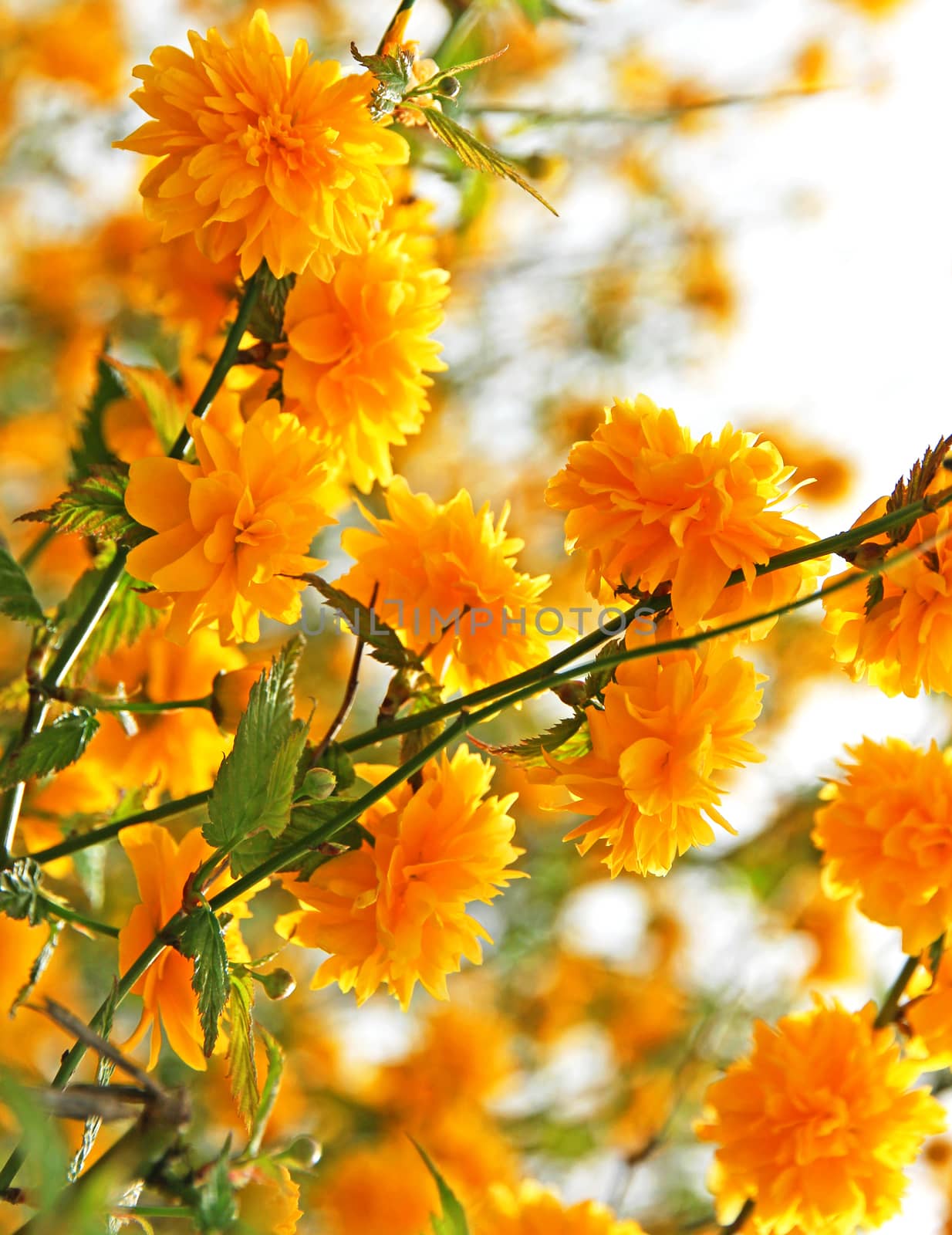 Branches of beautiful yellow flowers by oxanatravel