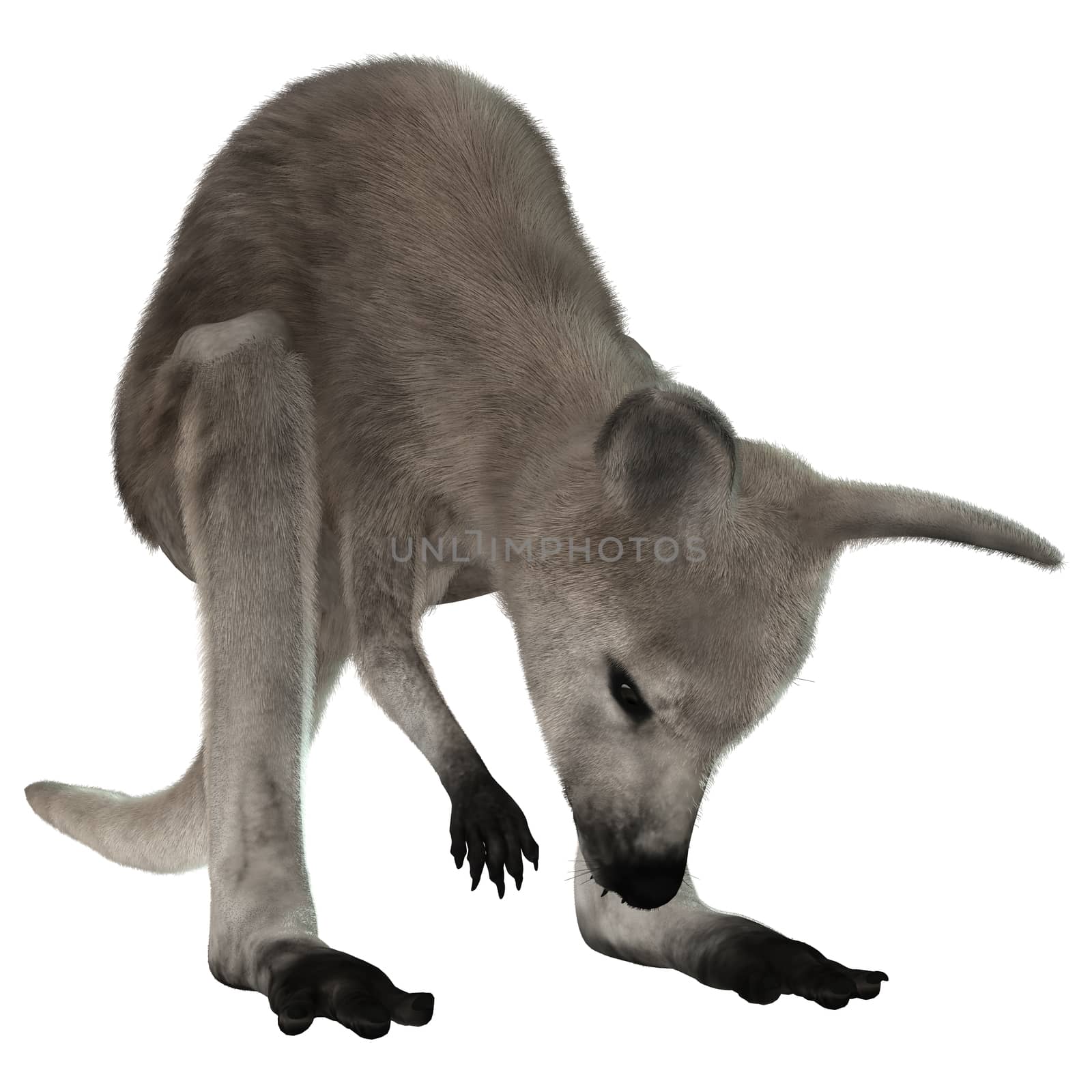 3D digital render of a grey baby kangaroo isolated on white background