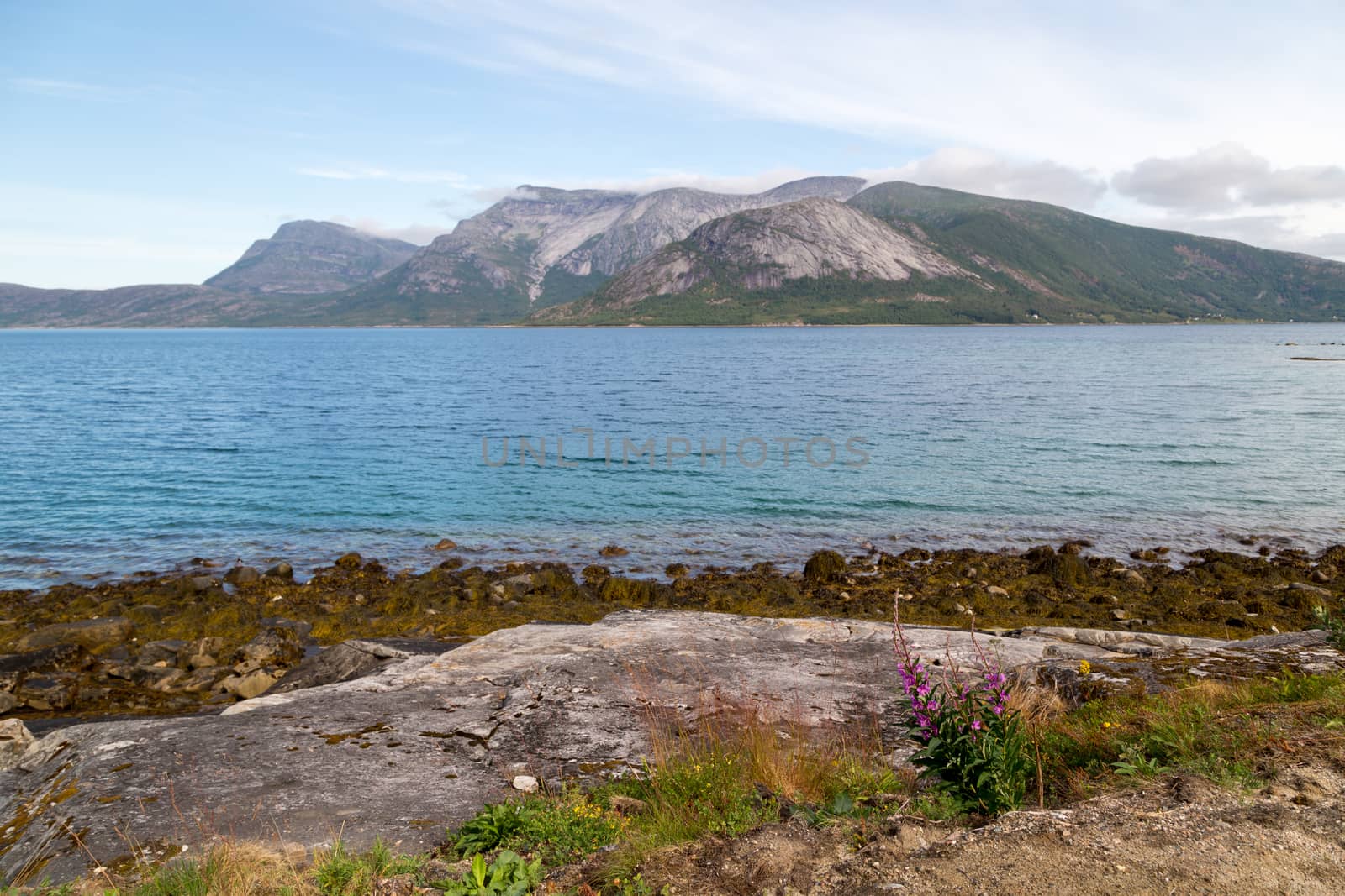 Picture of a fjord in norway, with some stones and a plant in front