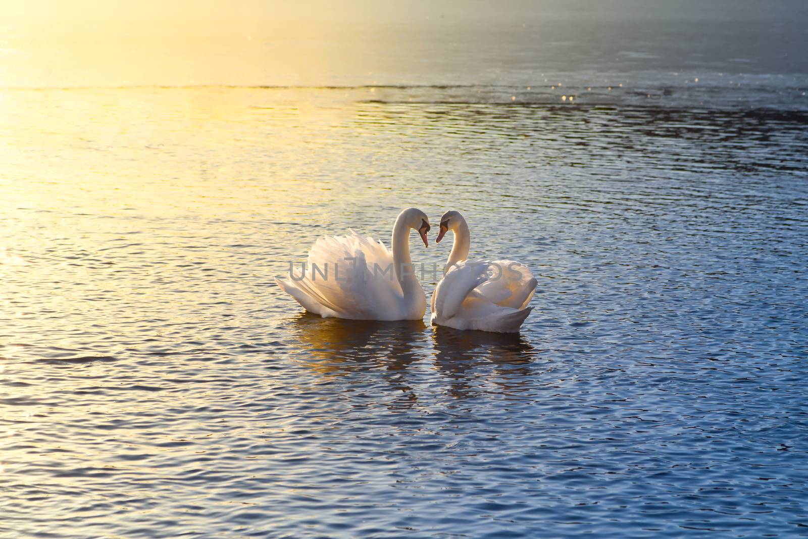 A picture of two swans forming a heart during sundown