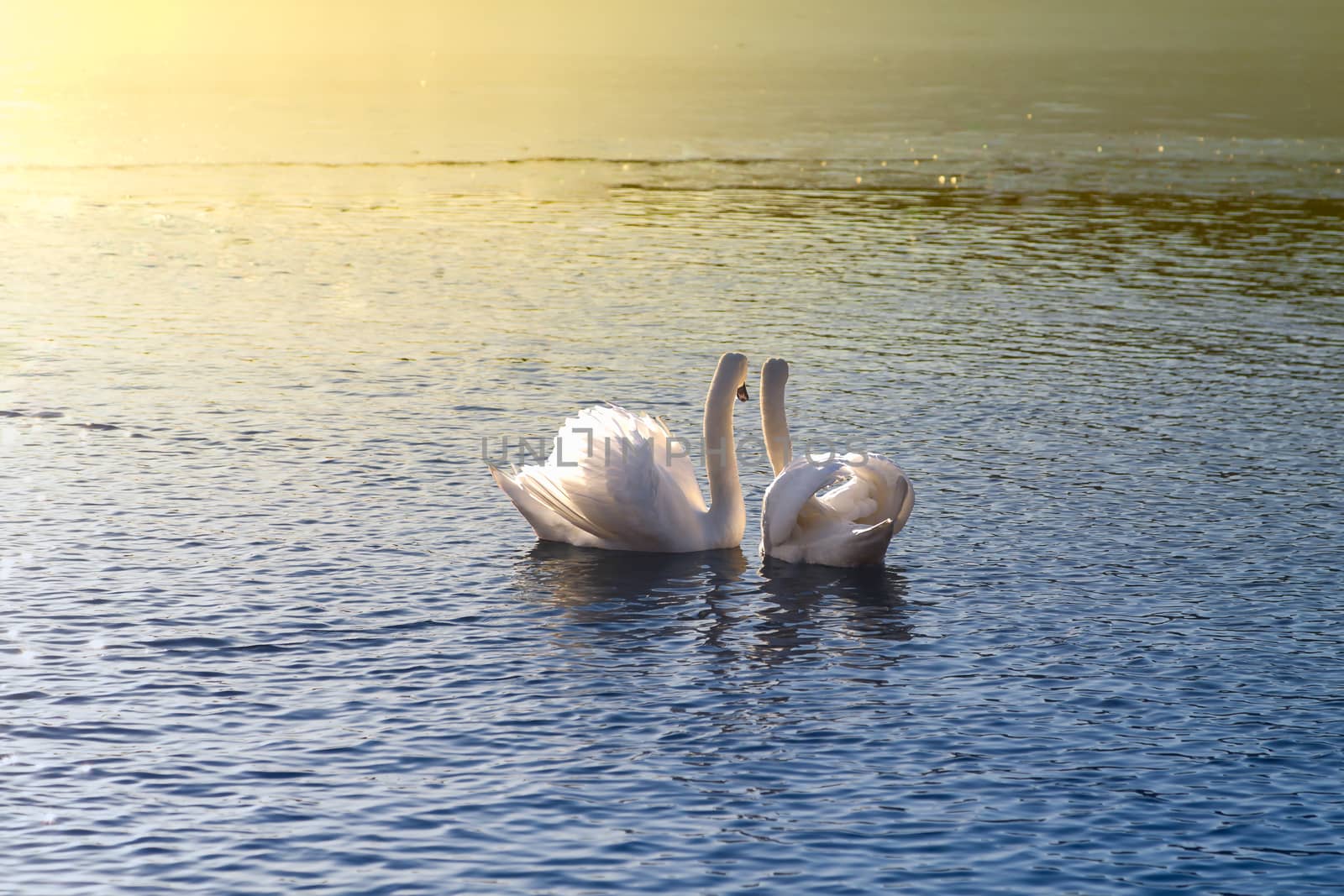 Two swans looking at the sunset together