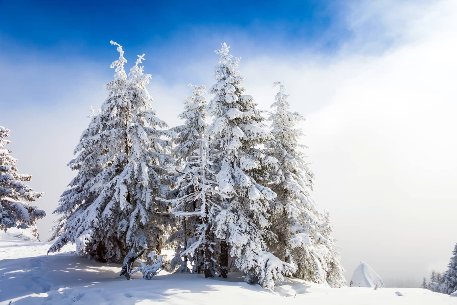 Pine trees covered in snow on winter season in Poiana Brasov, Romania