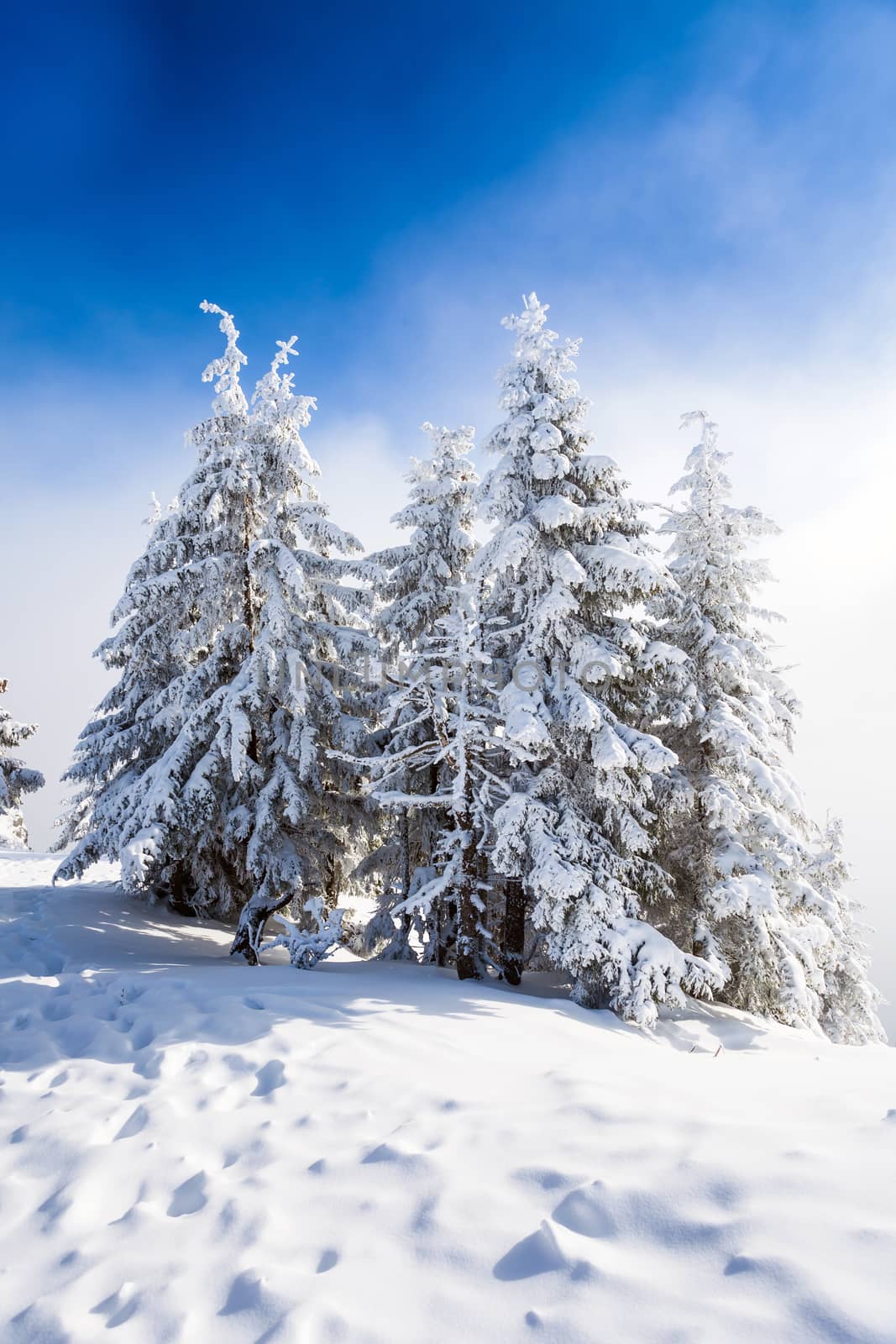 Pine trees covered in snow on winter season in Poiana Brasov, Romania
