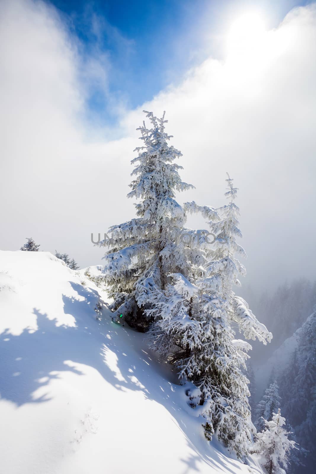 Pine trees covered in snow on winter season in Poiana Brasov, Romania