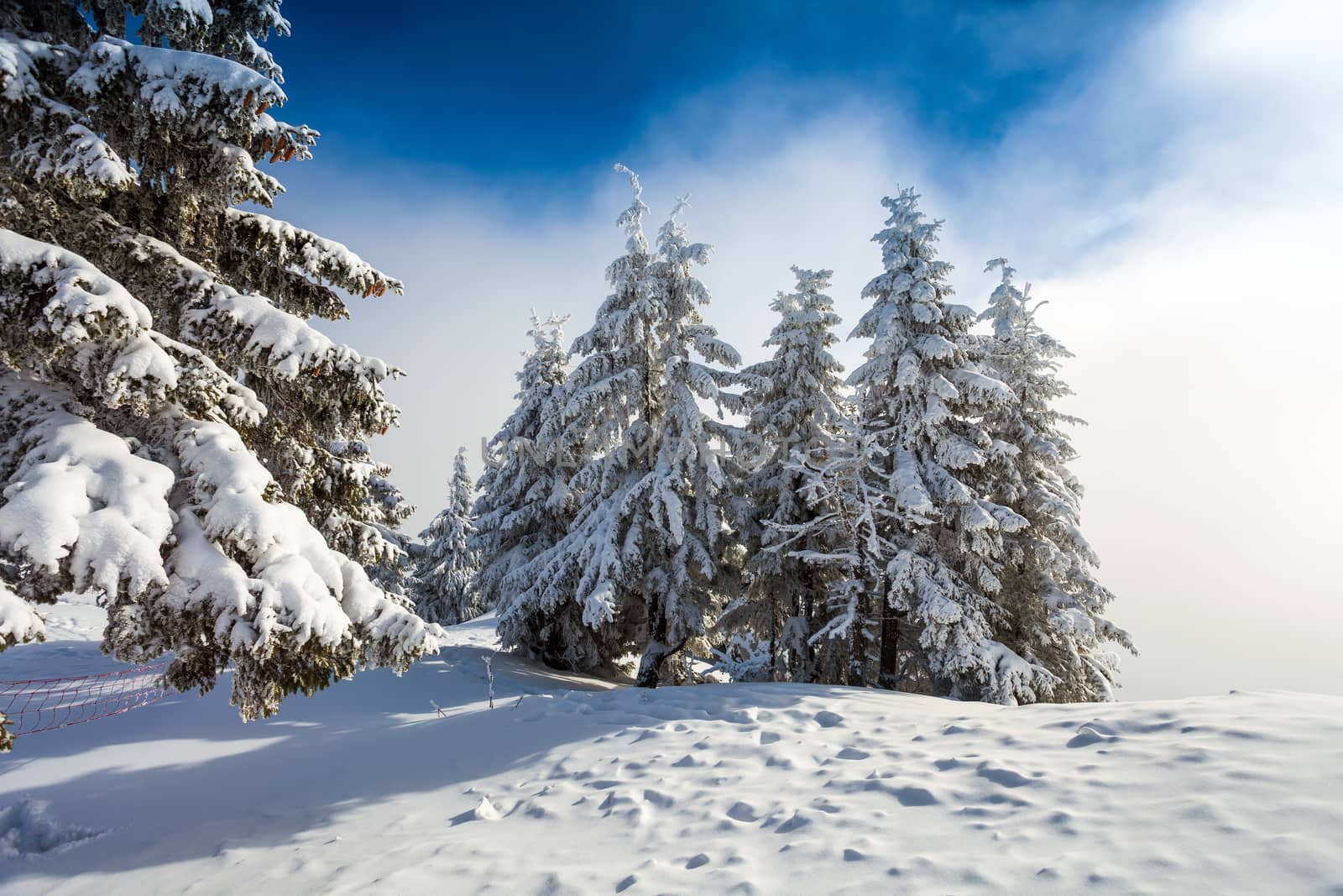 Pine forest covered in snow on winter season - Poiana Brasov