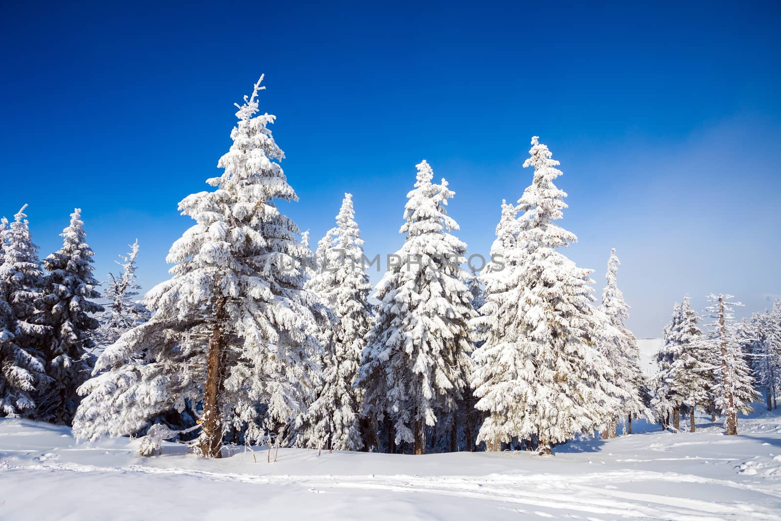 Pine trees covered in snow on winter season in Poiana Brasov, Romania