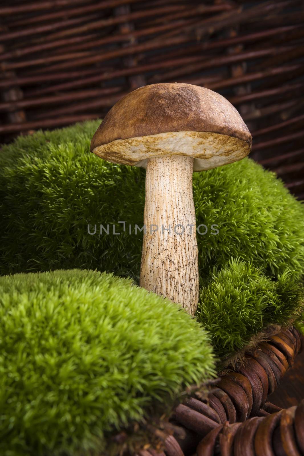 Mushroom picking. Single mushroom with moss in brown woooden background. Seasonal mushrooming. 