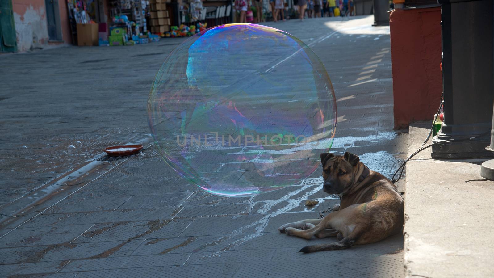 dog faithful companion of street artist