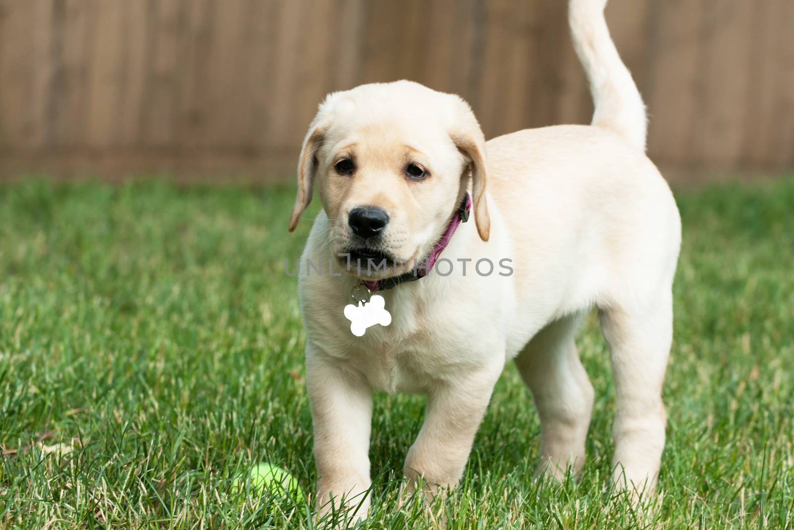 Close up of a cute yellow labrador puppy laying in the grass outdoors. Shallow depth of field.