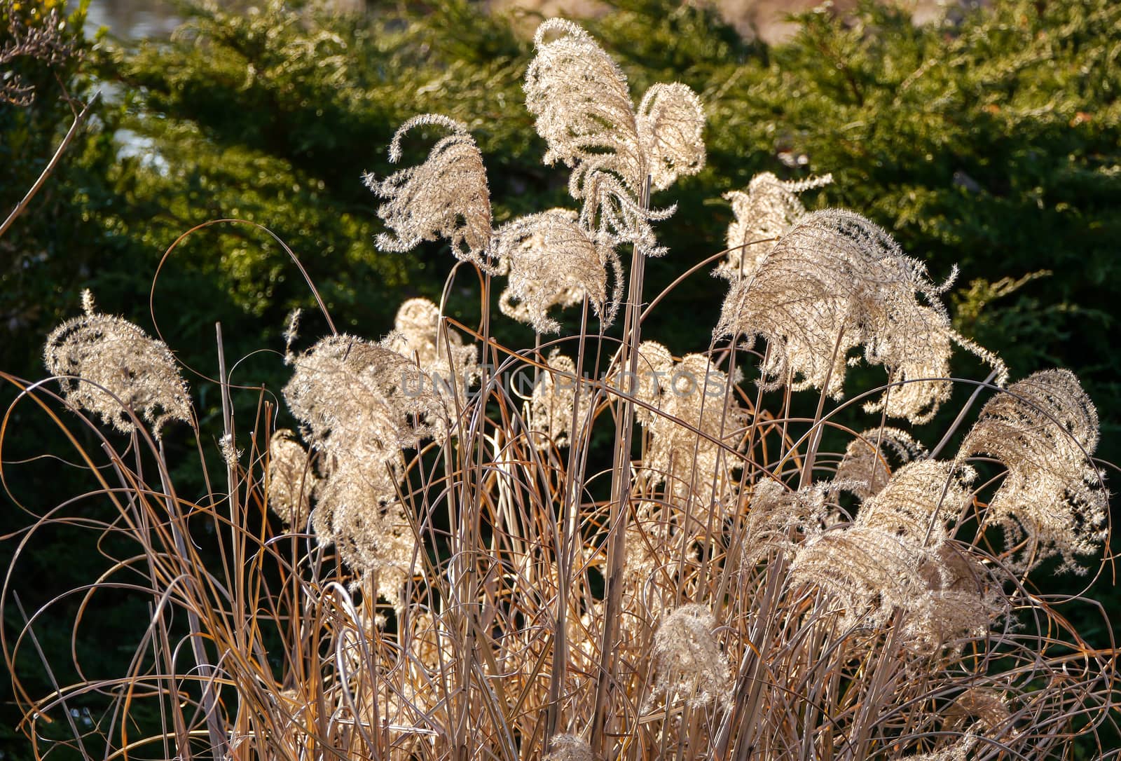 Ornamental grass in December's sun