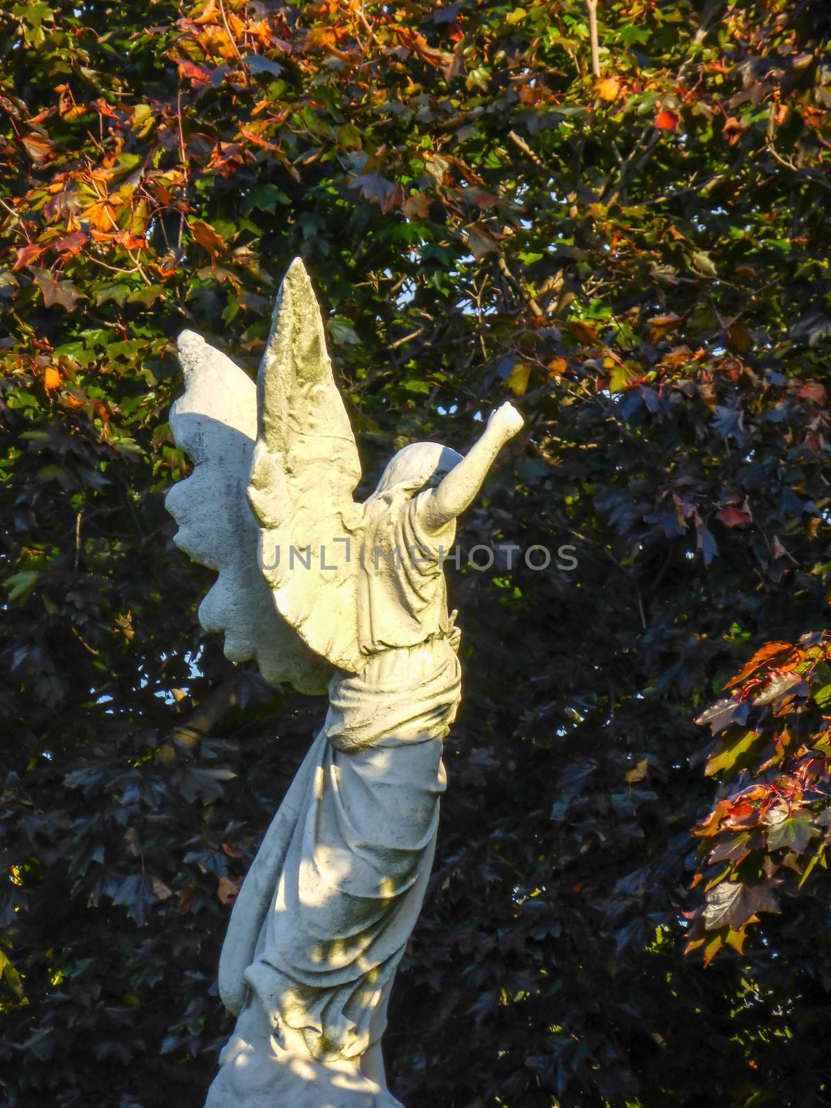 White angel against dark trees