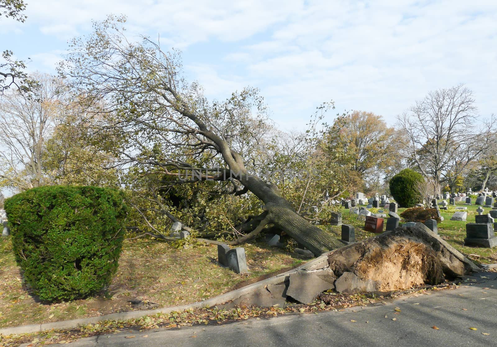 Tree at cemetery fallen after storm