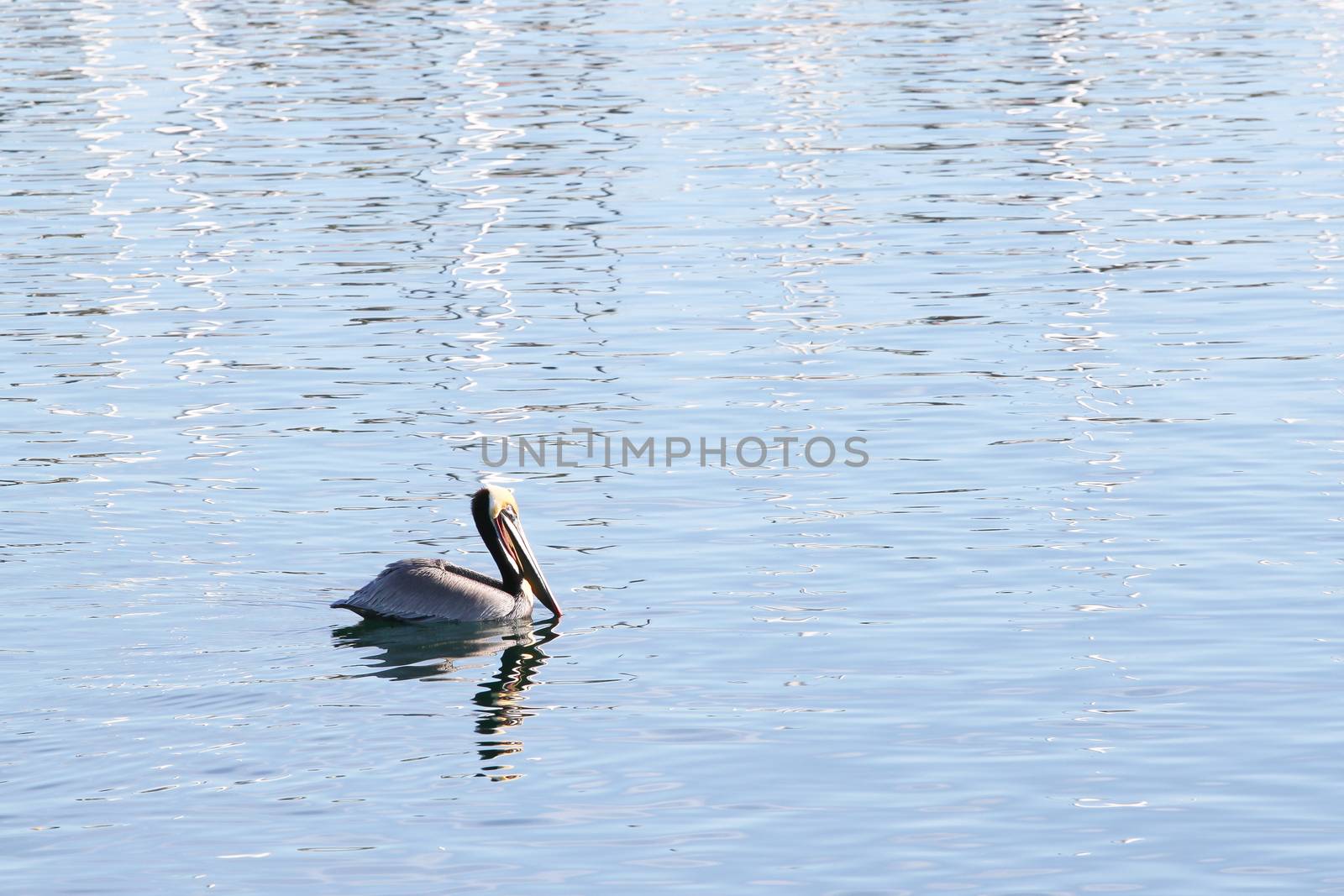 Swimming Pelican by hlehnerer