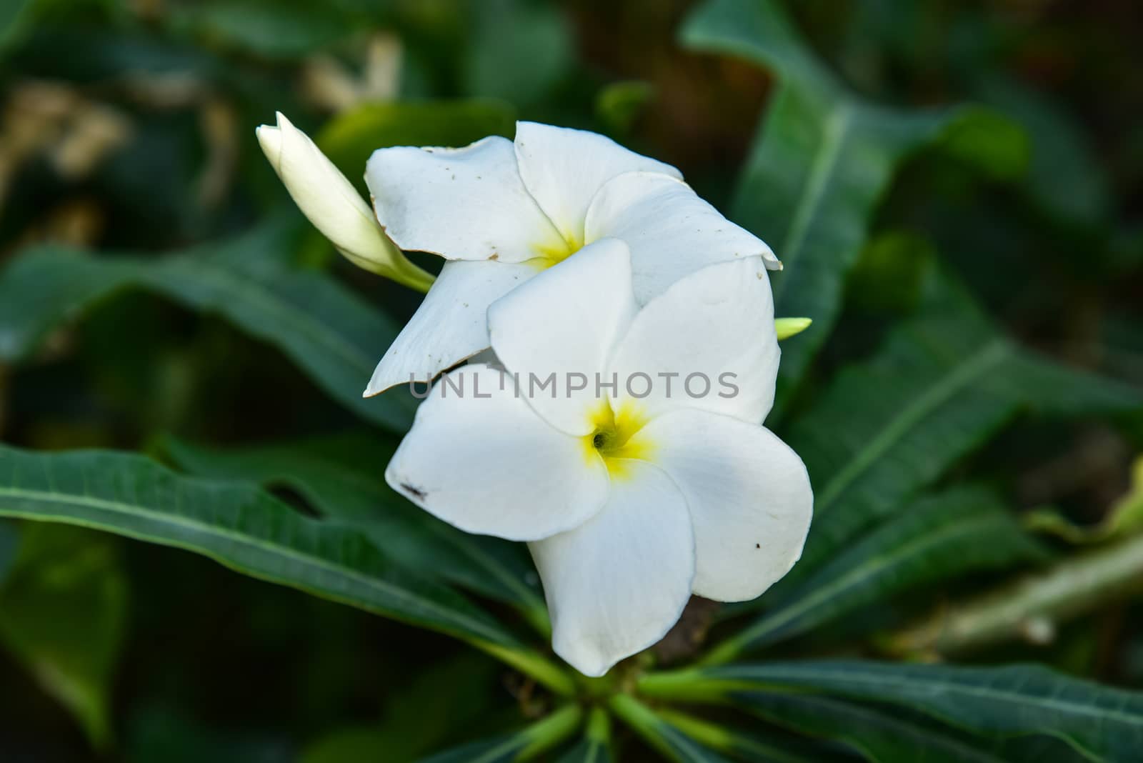 Frangipani flower