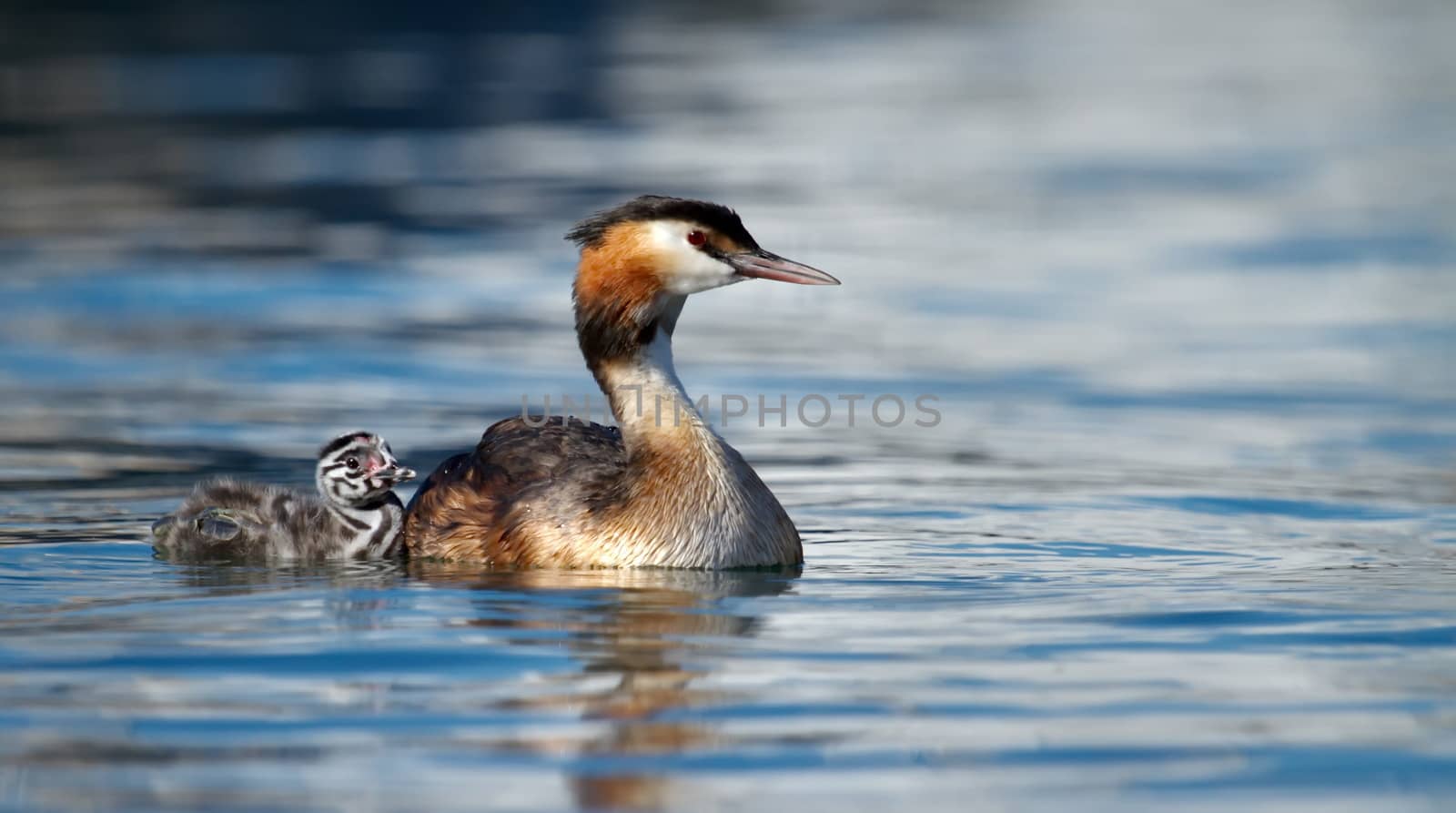 Crested grebe, podiceps cristatus, duck and baby by Elenaphotos21