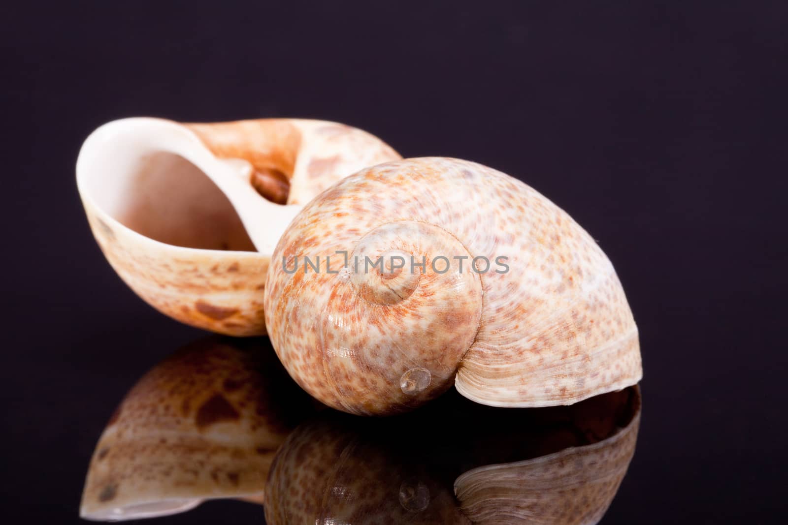 sea shells on black background