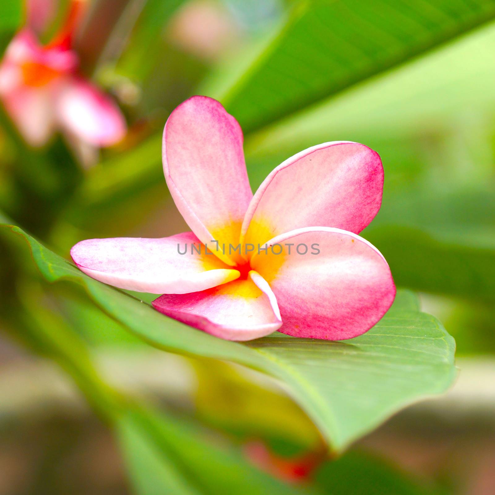Fragrant frangipani flowers for relaxation.