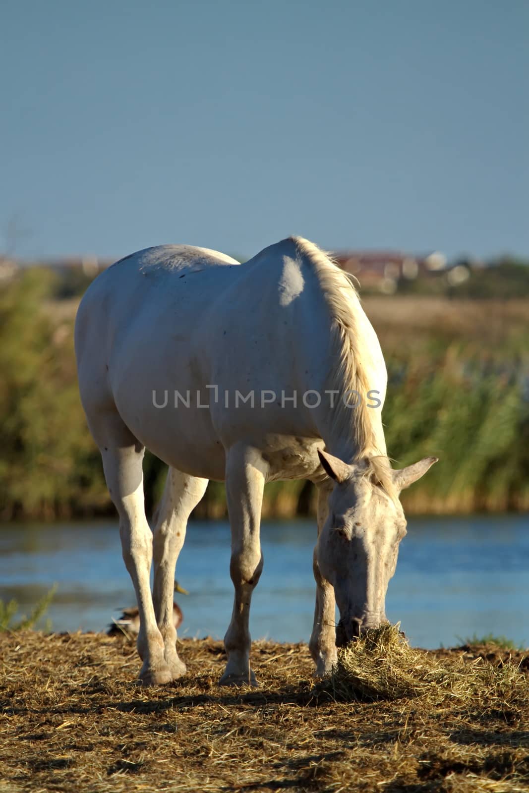 Camargue horse eating in a waterland, France
