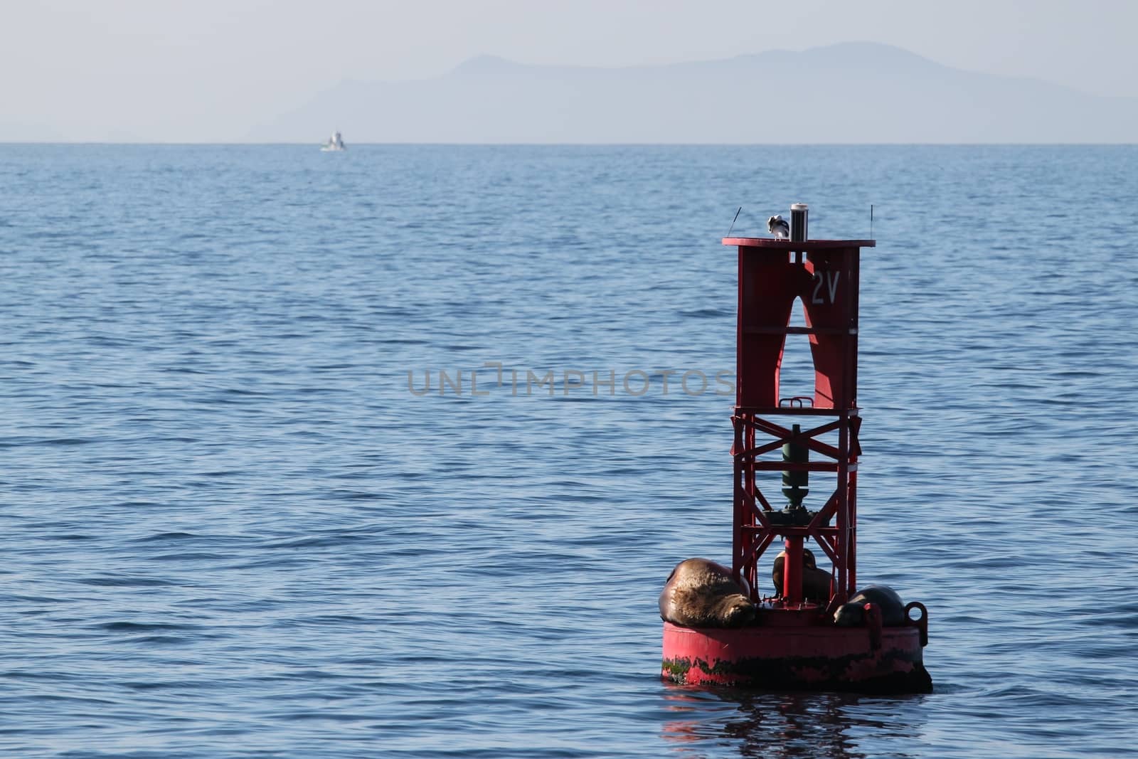 Red buoy with sea lions on it.