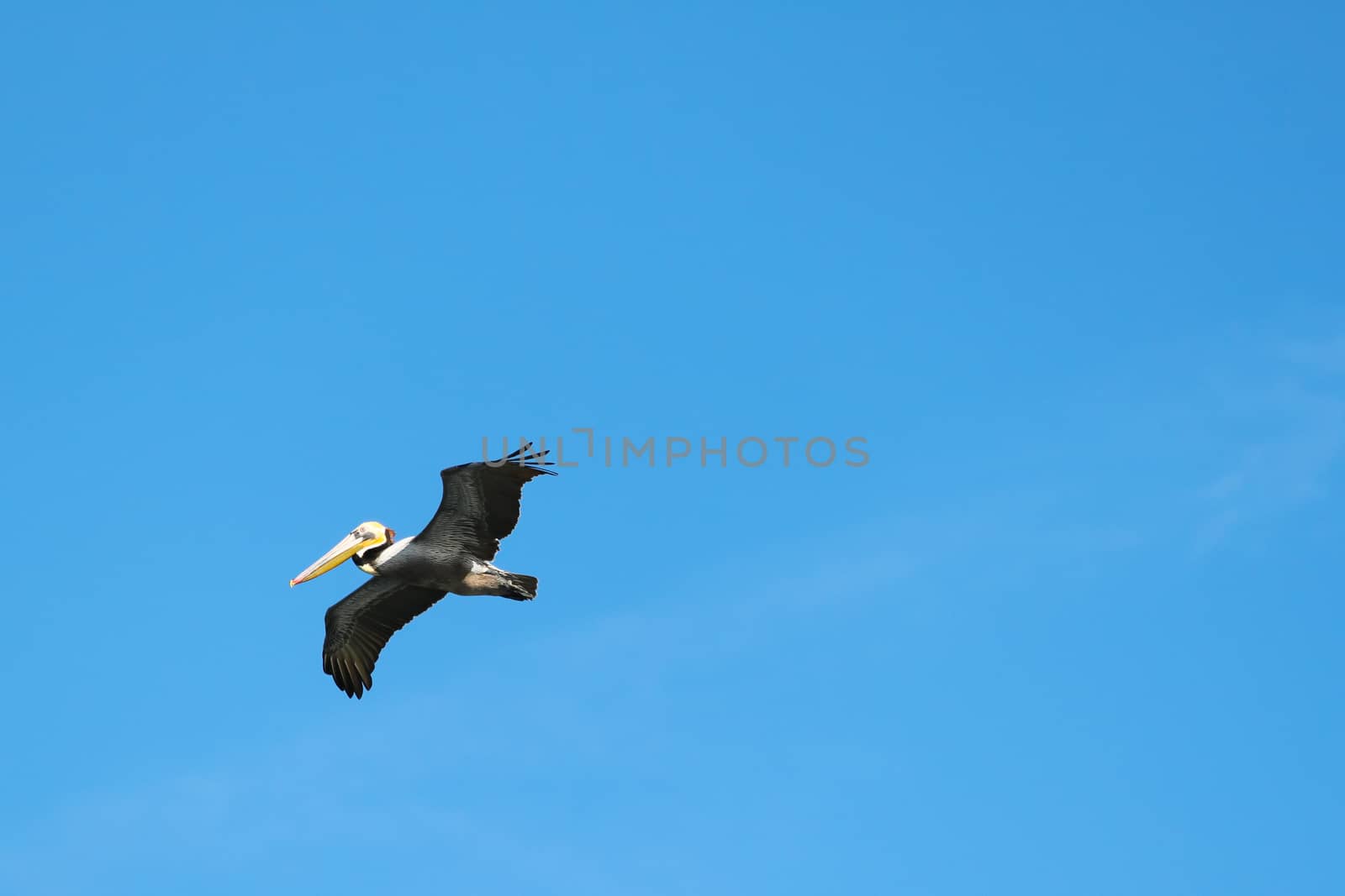 Beautiful flying pelican with wings spreadout in front of blue sky.