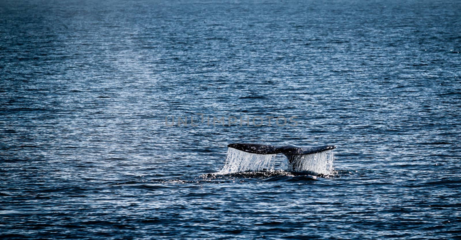 Gray Whale Tail by hlehnerer