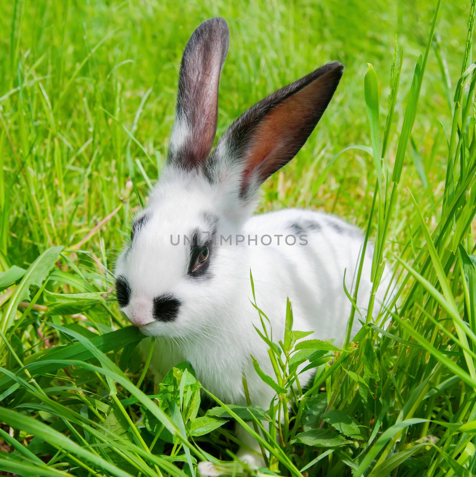 Rabbit sitting in grass, smiling at camera by zeffss