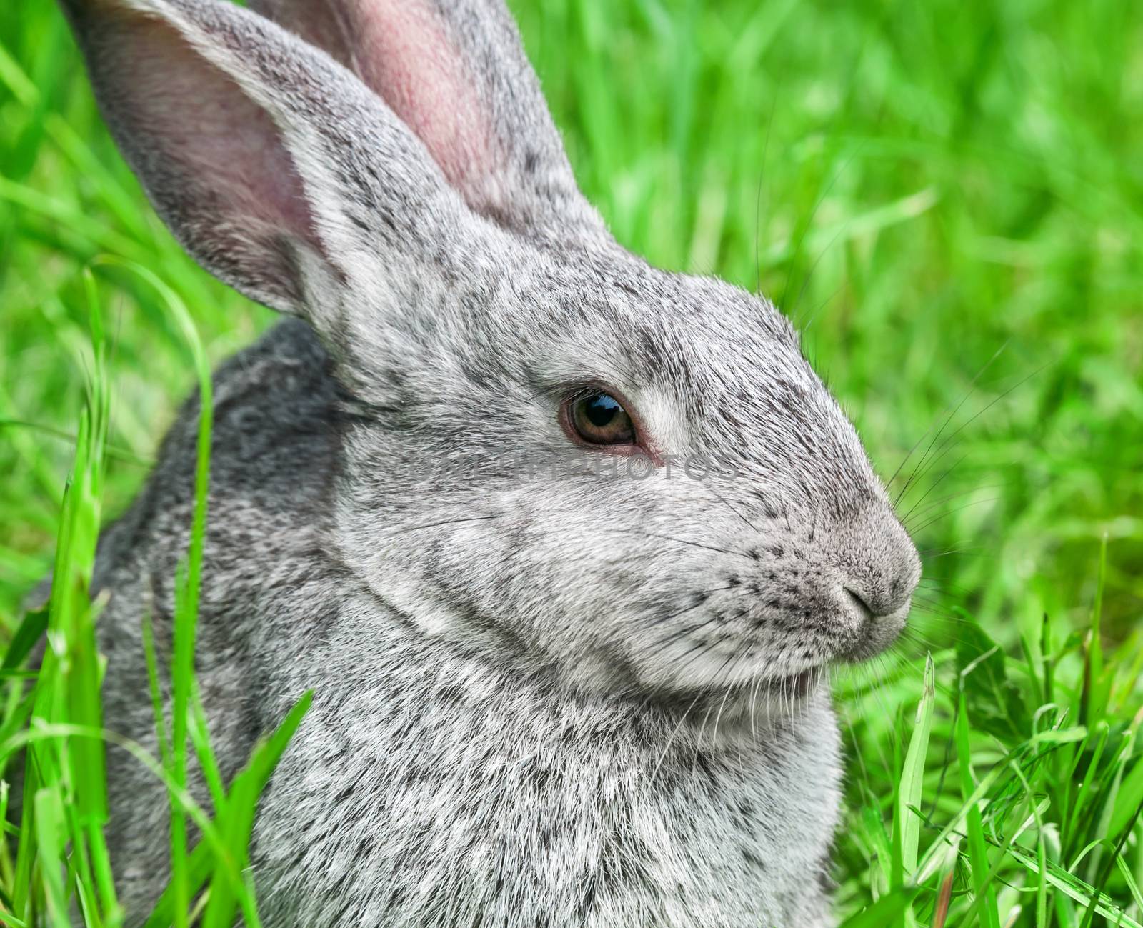 Rabbit sitting in grass, smiling at camera