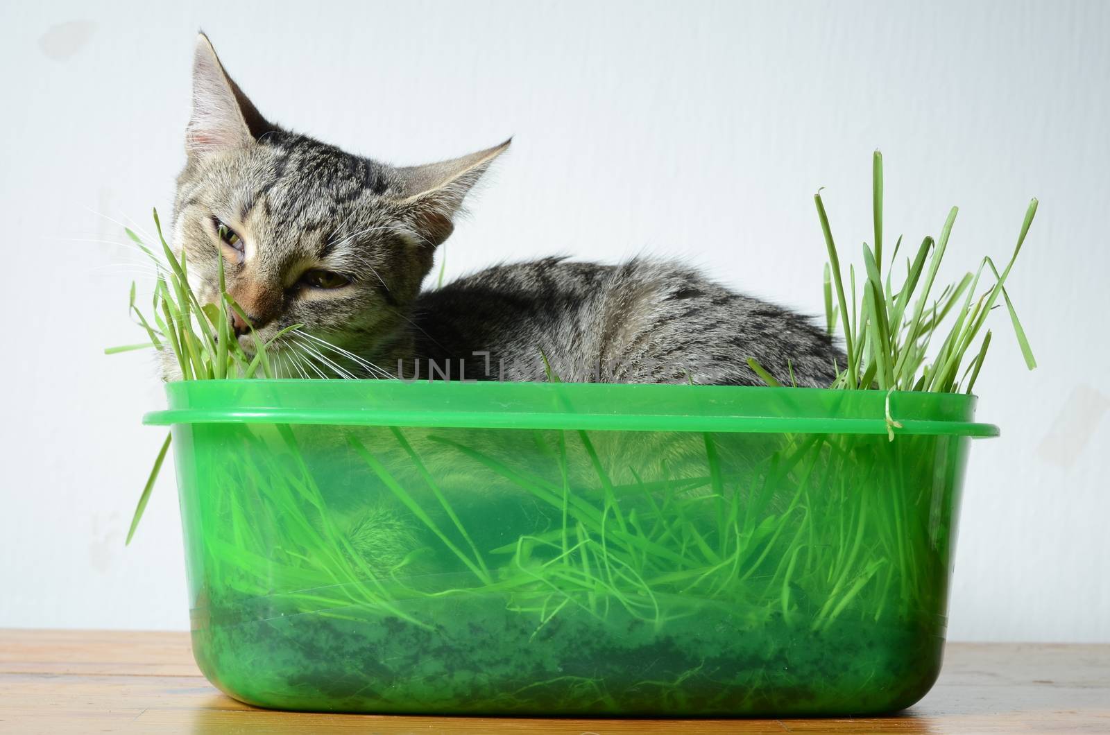 kitten eating  grass