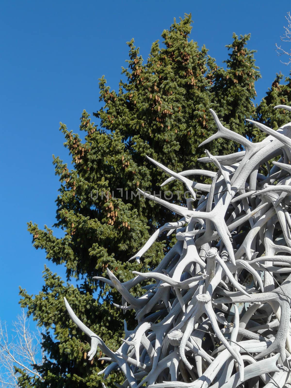 White deer antlers and green needle-leaved tree with cones