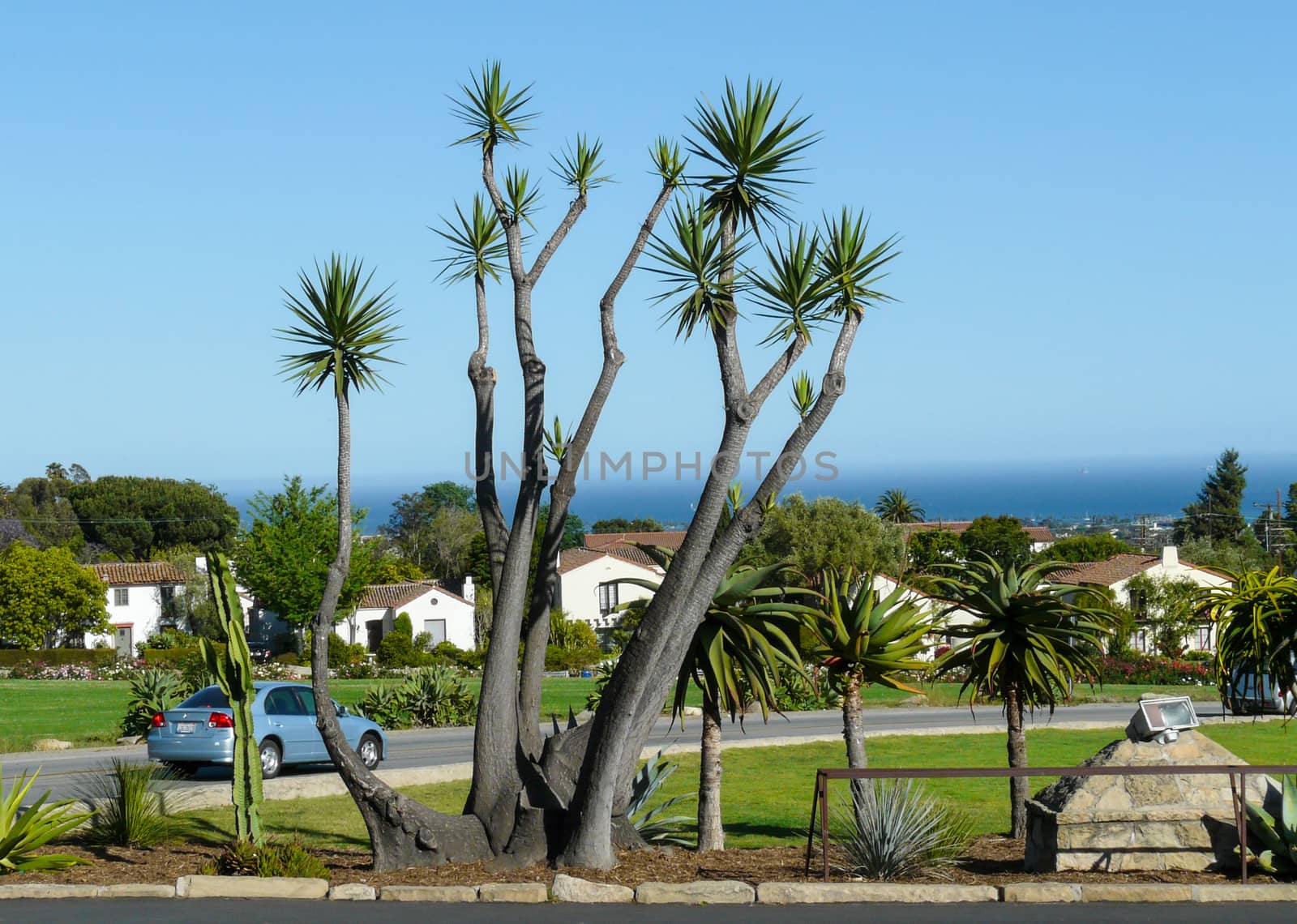 Palm tree at the Pacific seashore