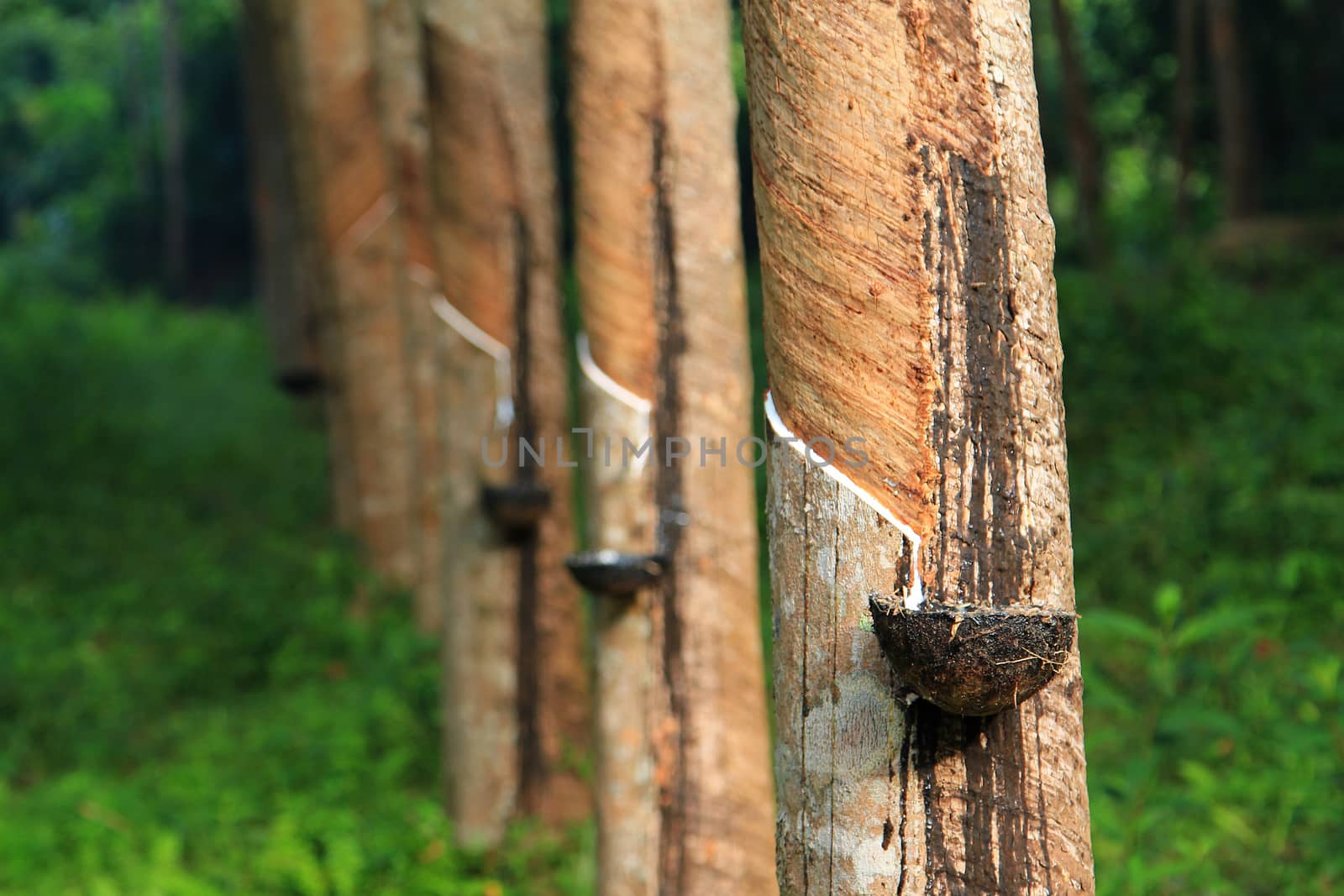 Rubber tree, Thailand by foto76