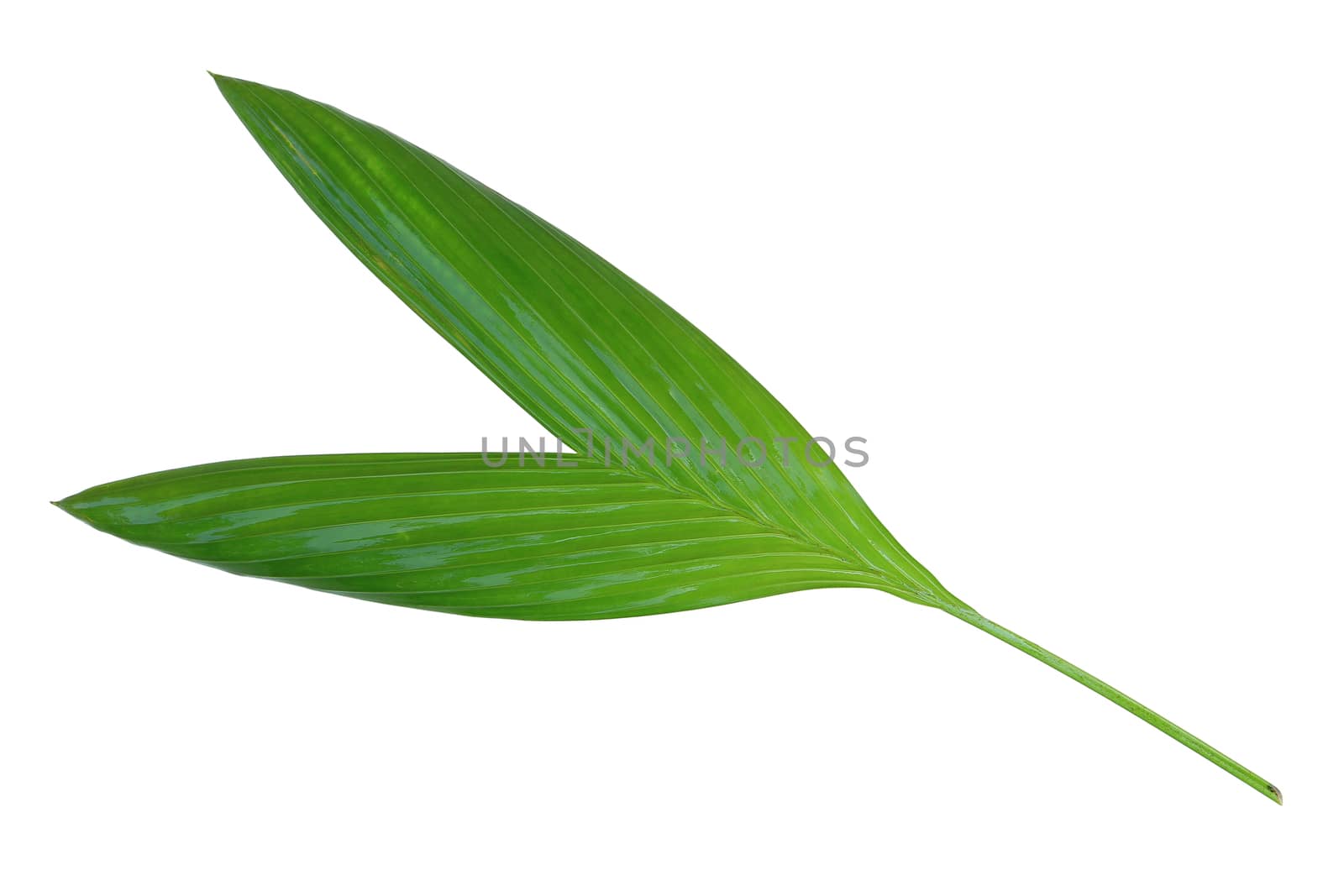 Leaf of betel palm