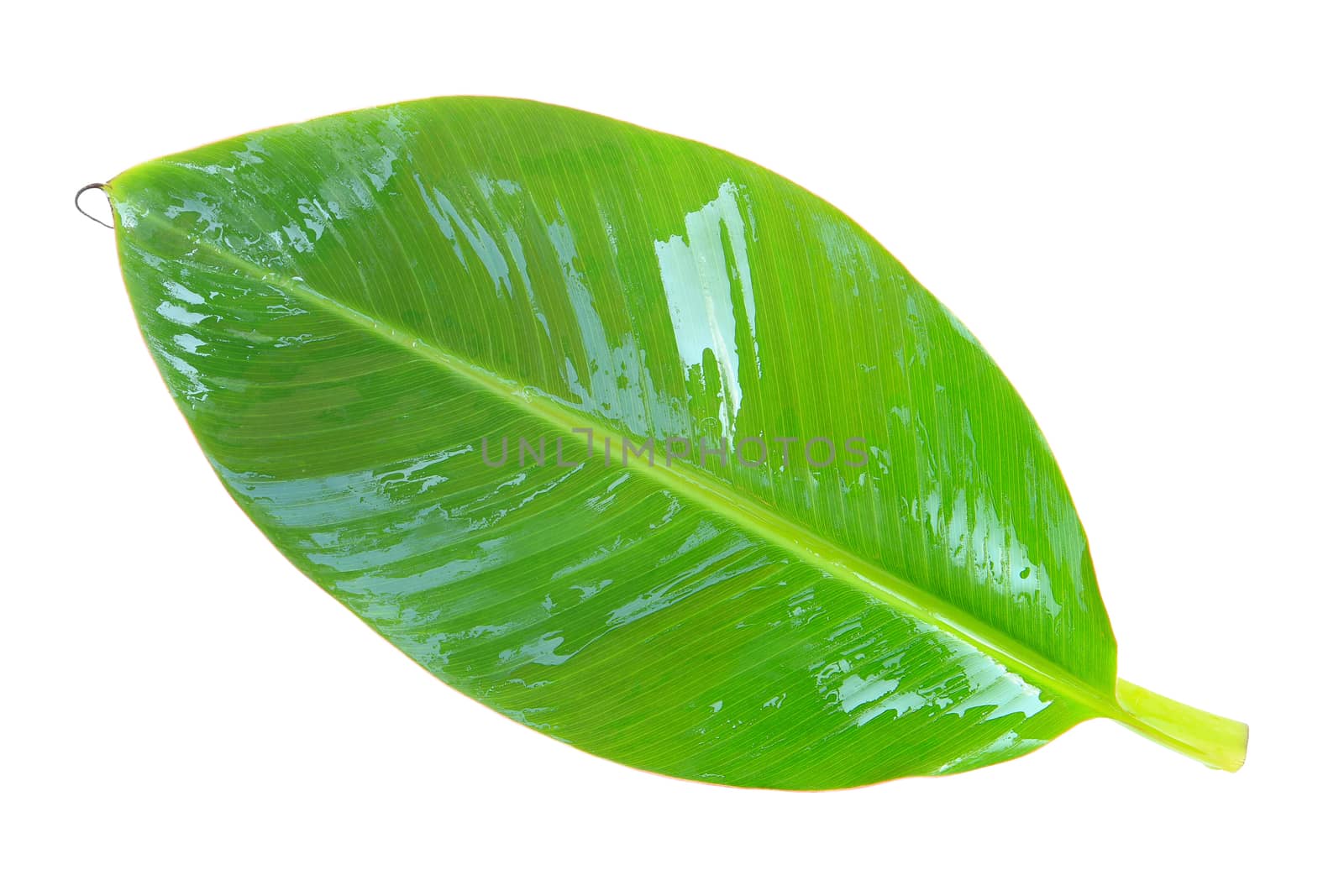 Banana leaf isolated on white background by foto76