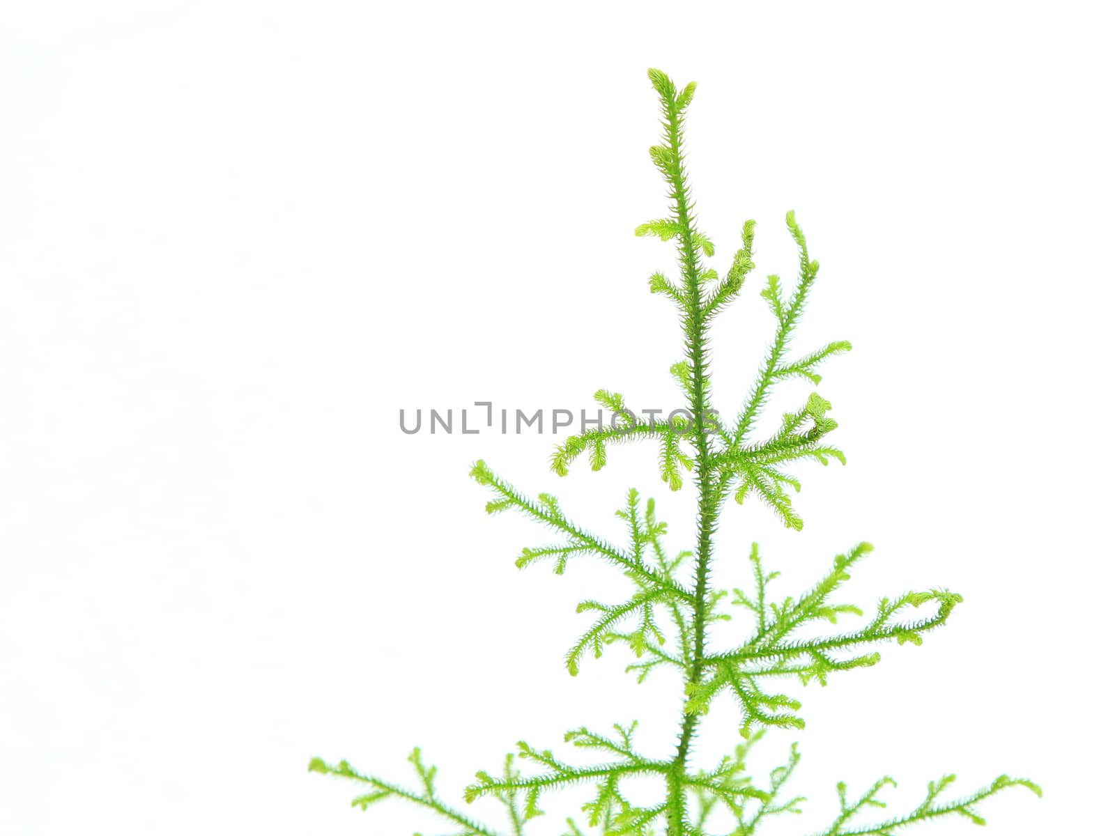 Lycopodium Clavatum on white