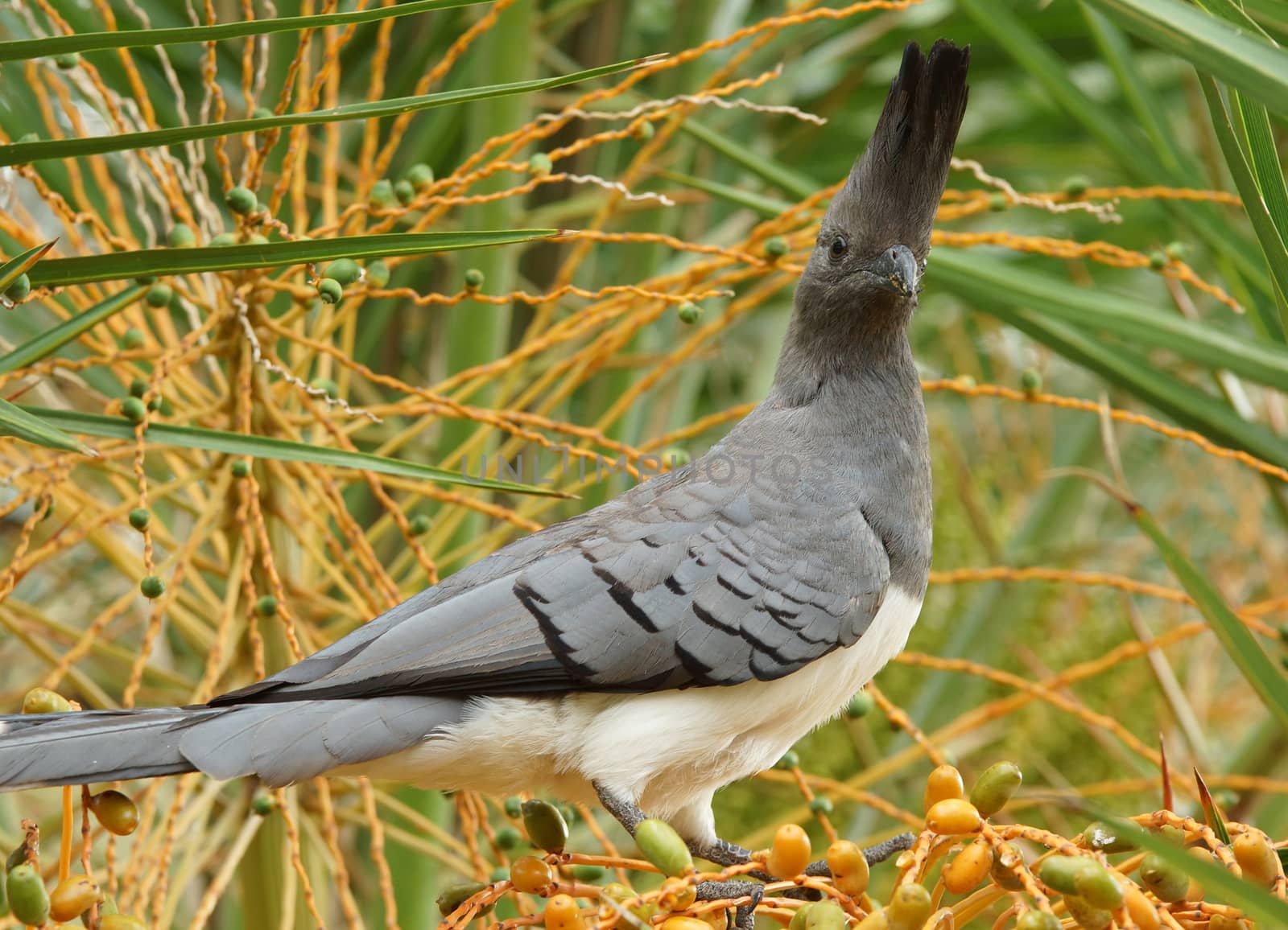 White-bellied Go-away-bird, Ethiopia, Africa