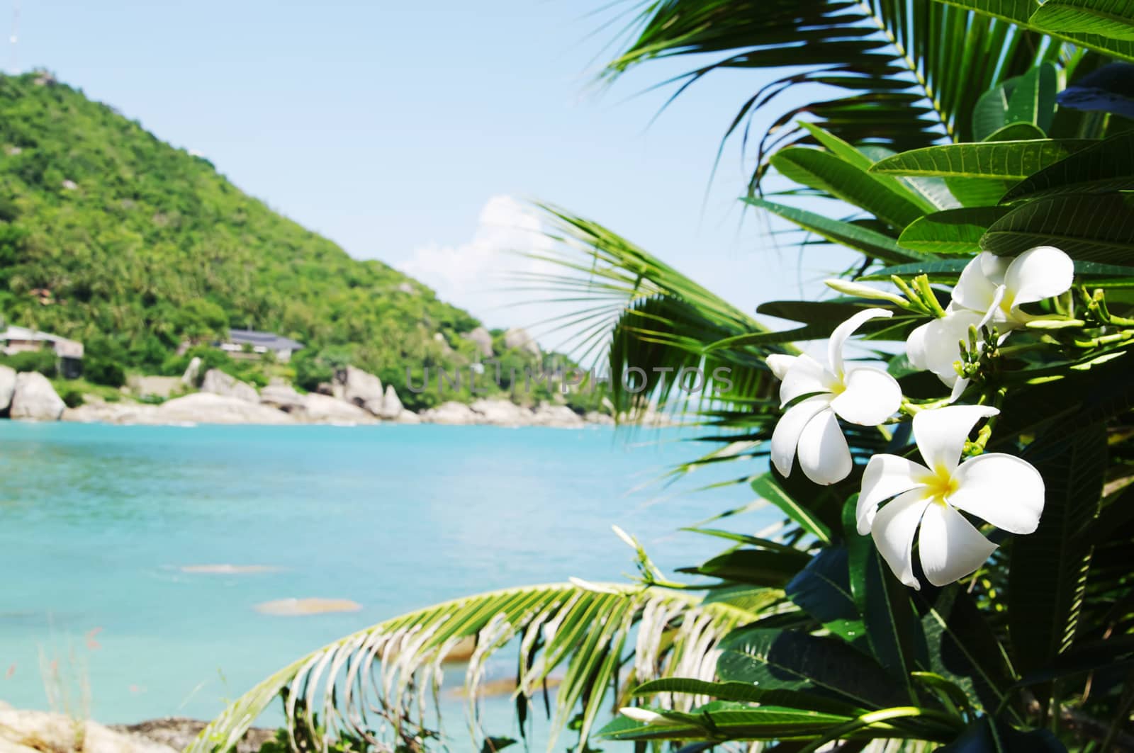 Tropical flowers frangipani against sea tropical landscape. Koh Samui, Thailand