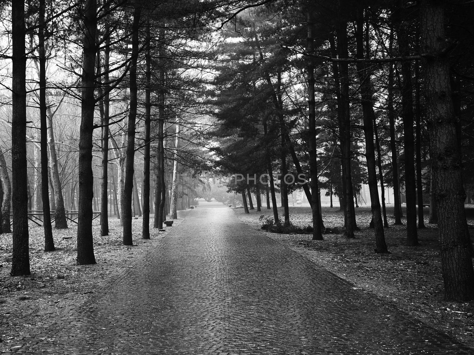 Black and white image of stone pathway in beautiful forest