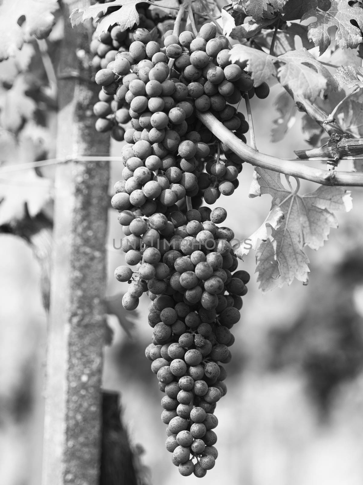 Black and White image of ripe grape in leaves