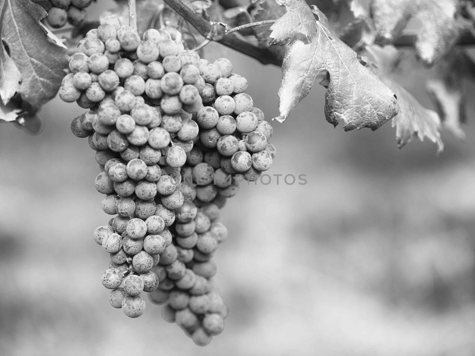 Black and White image of ripe grape in leaves