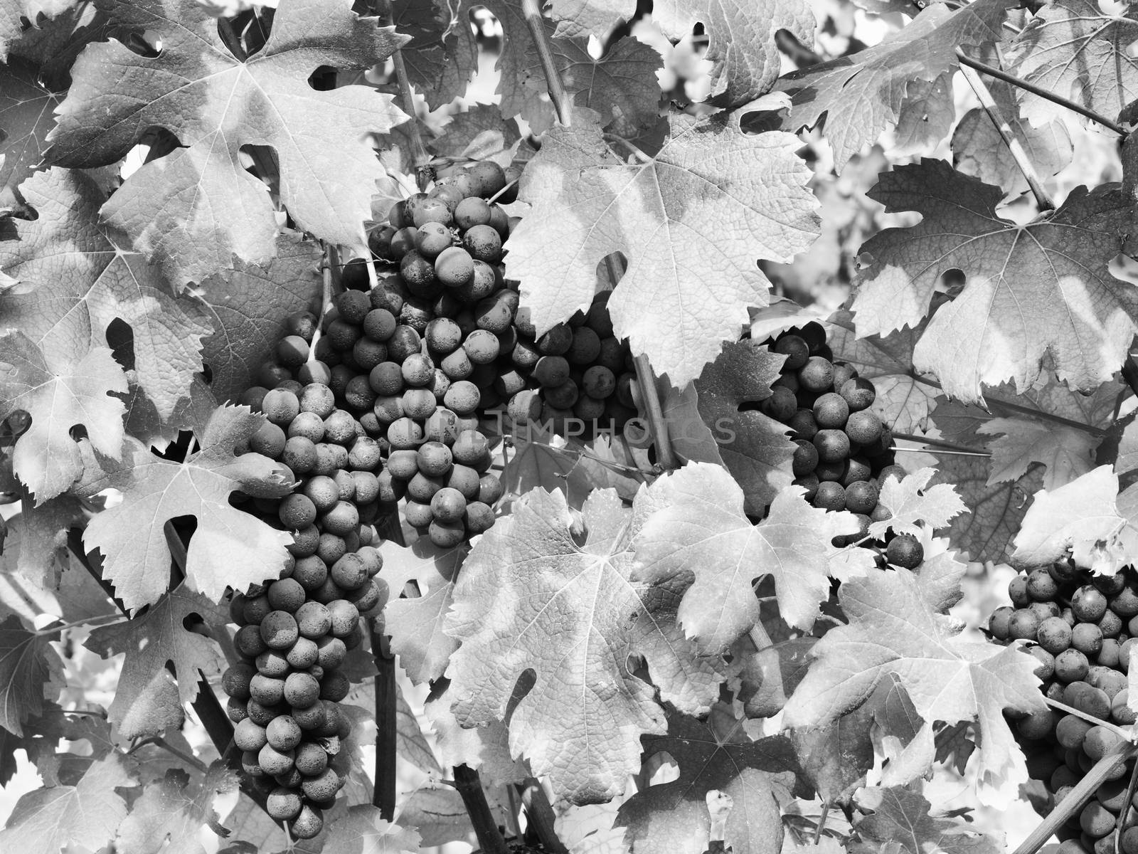 Ripe grape in leaves by ClaudioArnese