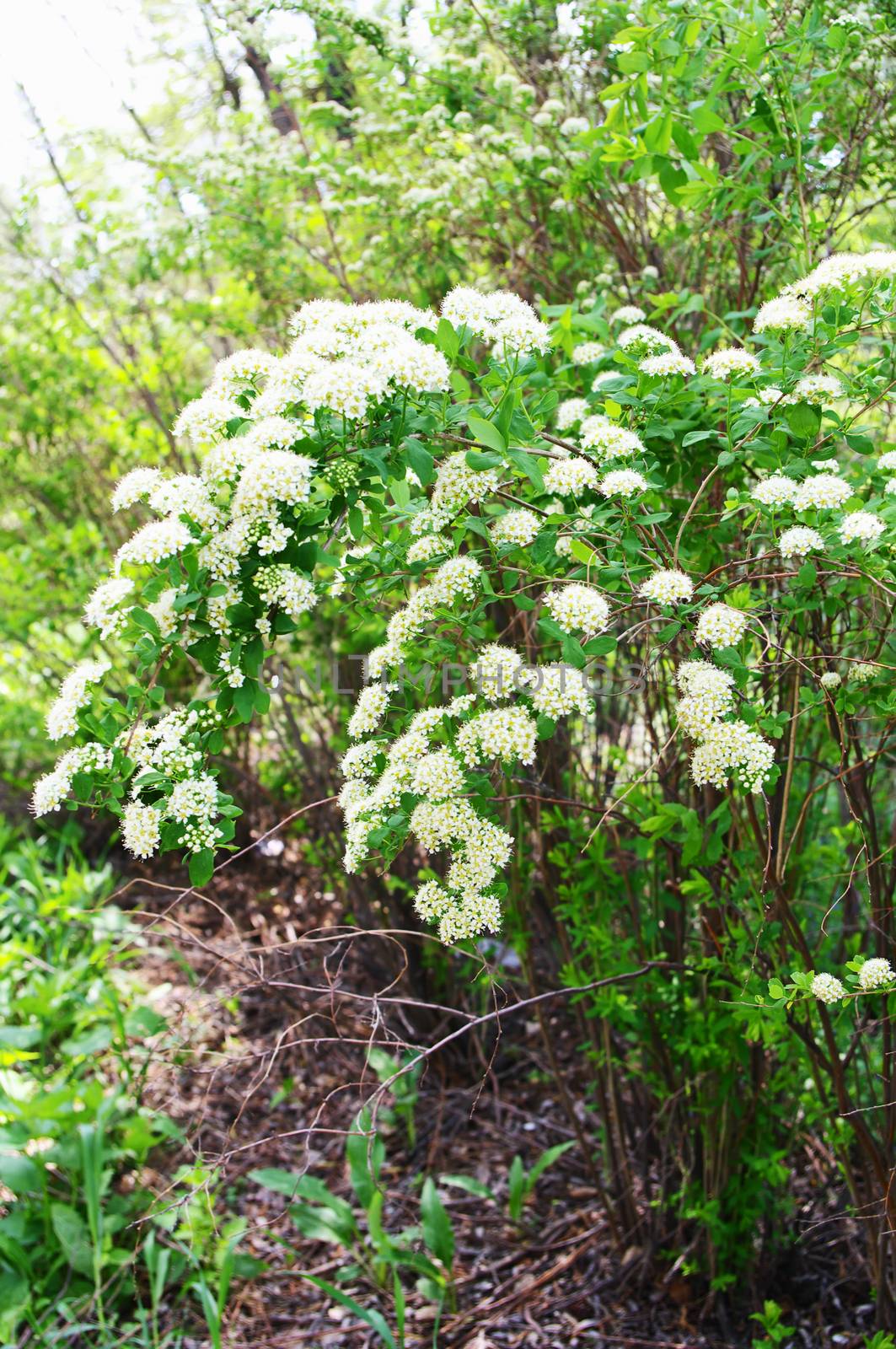 Blooming elderberry bush (lat.Sambucus)