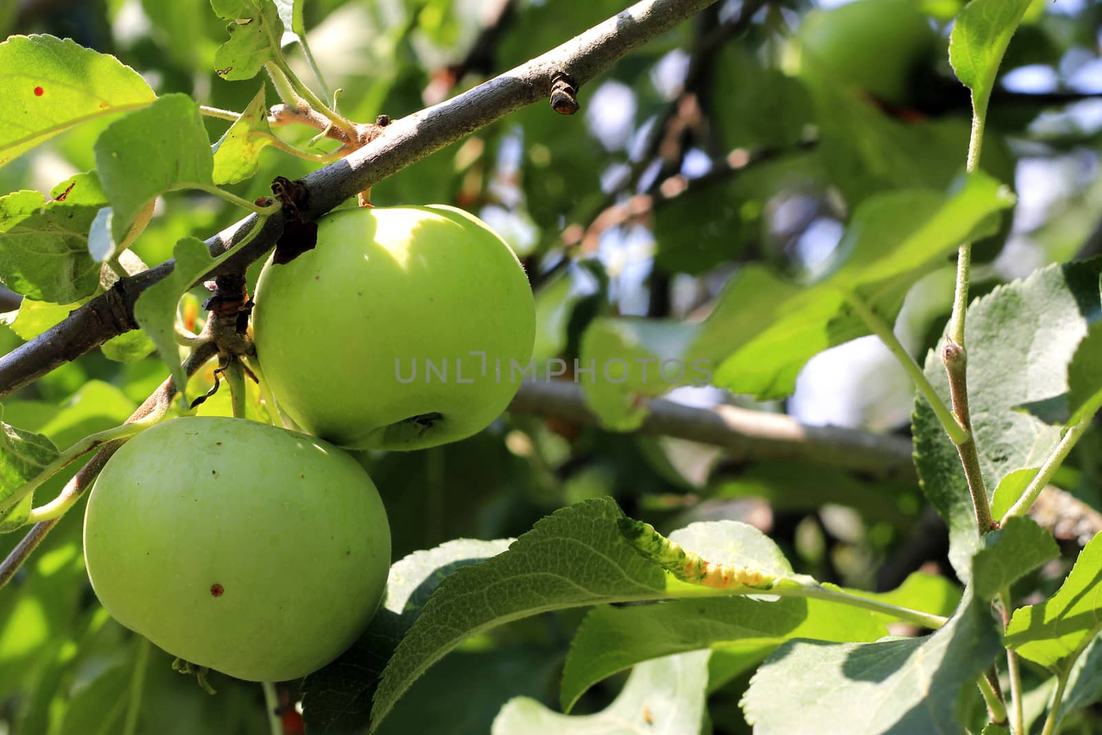 Green And Red Apple Hanging On Tree