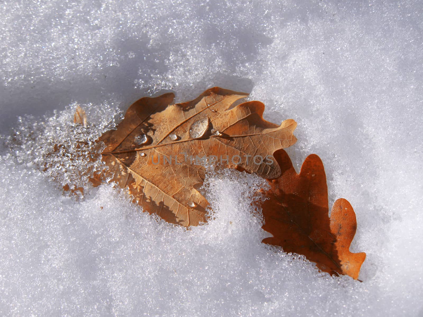 Frozen oak leaves laying in the snow