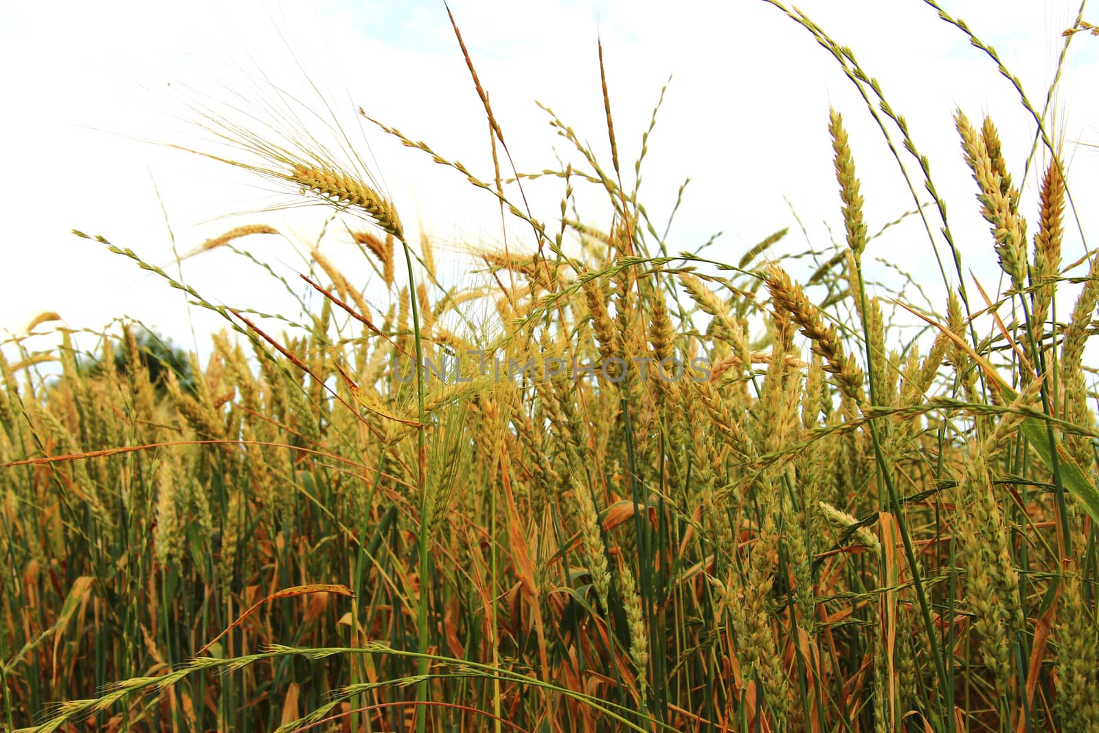 Golden Ears On The Summer Field Before Harvest