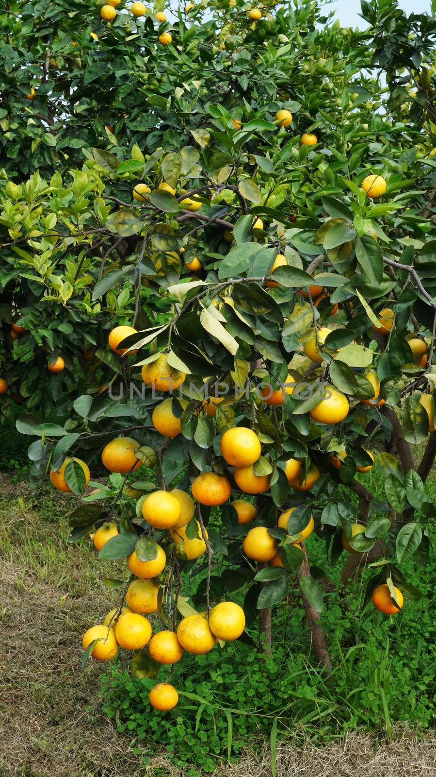 Orange tree with ripe fruits in sunlight