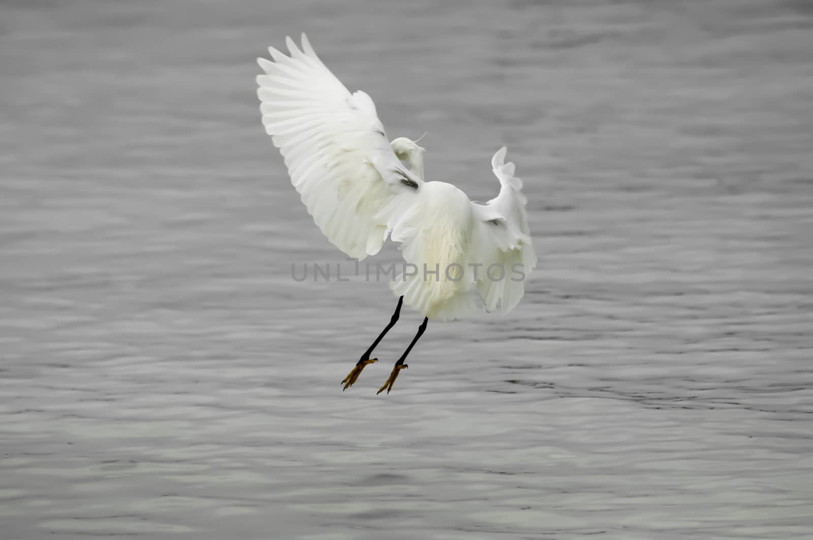 Egret making a landing by JFJacobsz