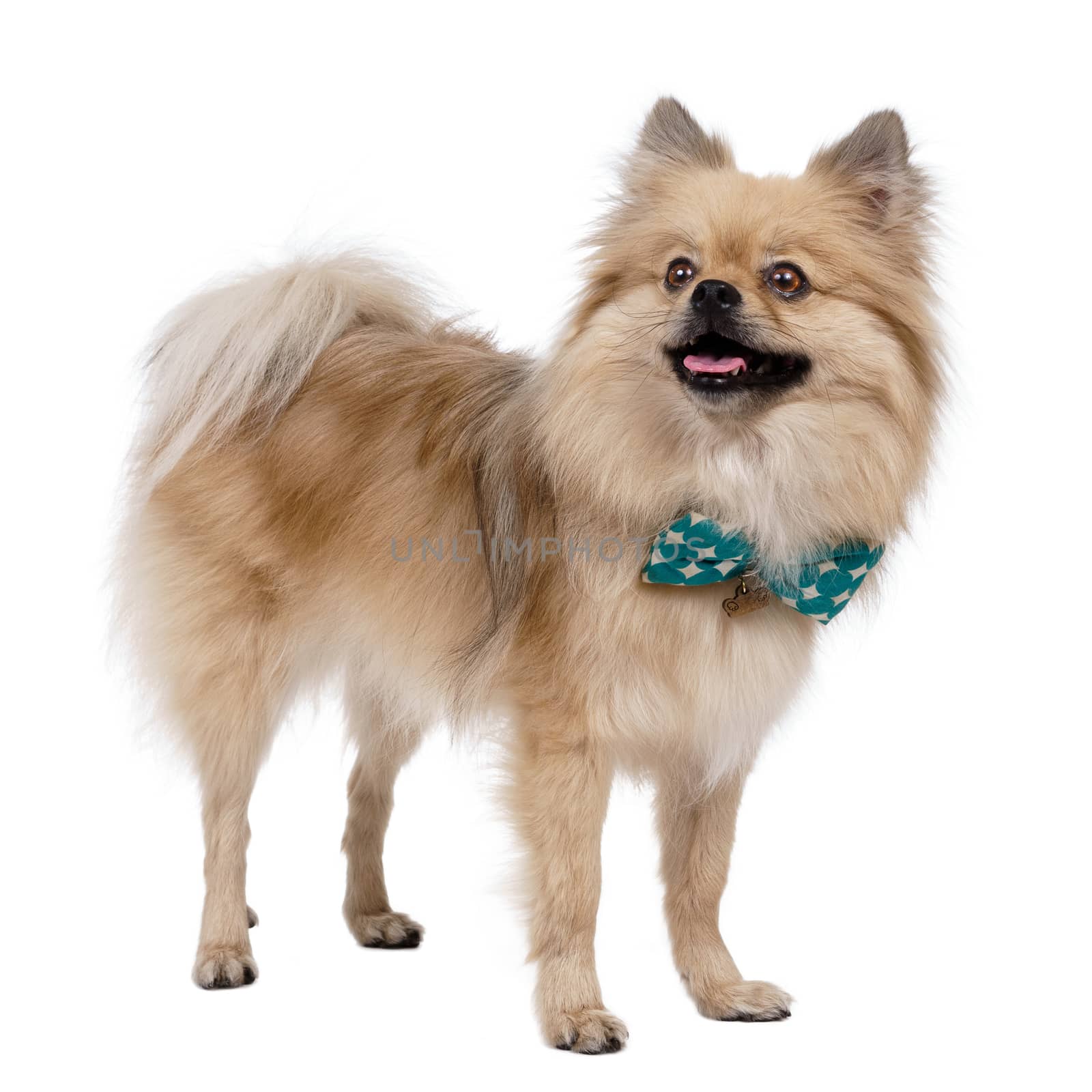 Young Pomeranian white Studio smile outfit shots