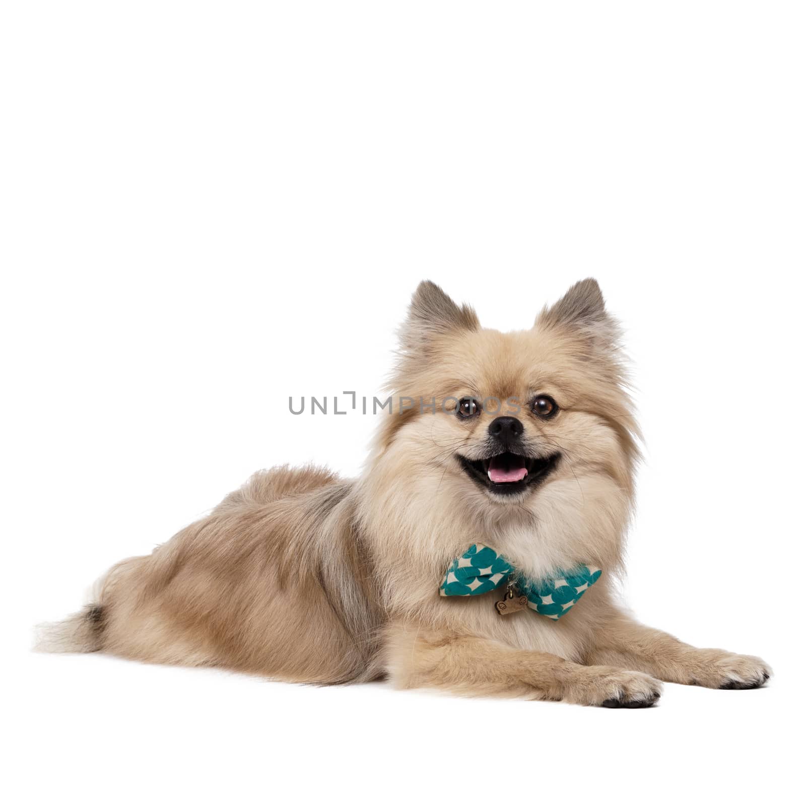 Young Pomeranian white Studio smile outfit shots