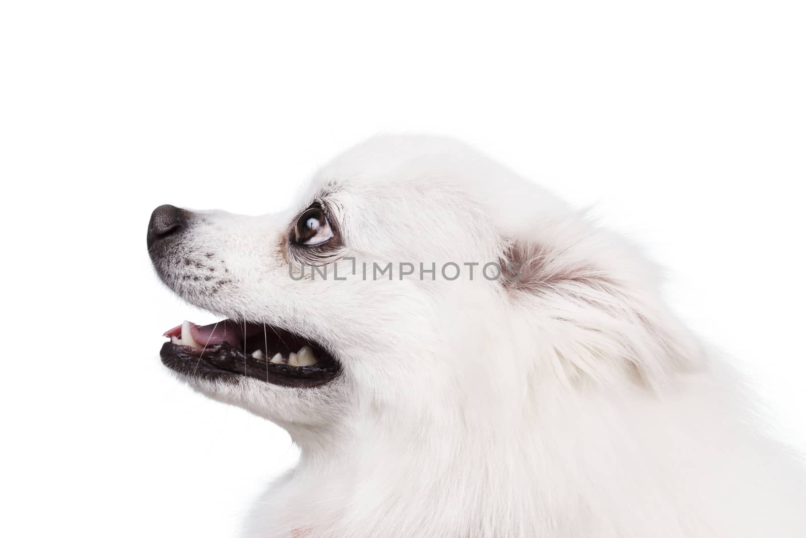 The white tears of the young Spitz smile Studio shot